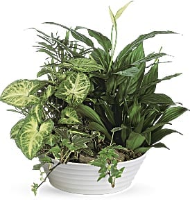 Assorted green houseplants in a low white ceramic bowl