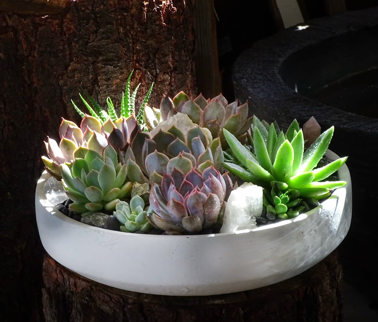 Succulent arrangement in a white bowl planter