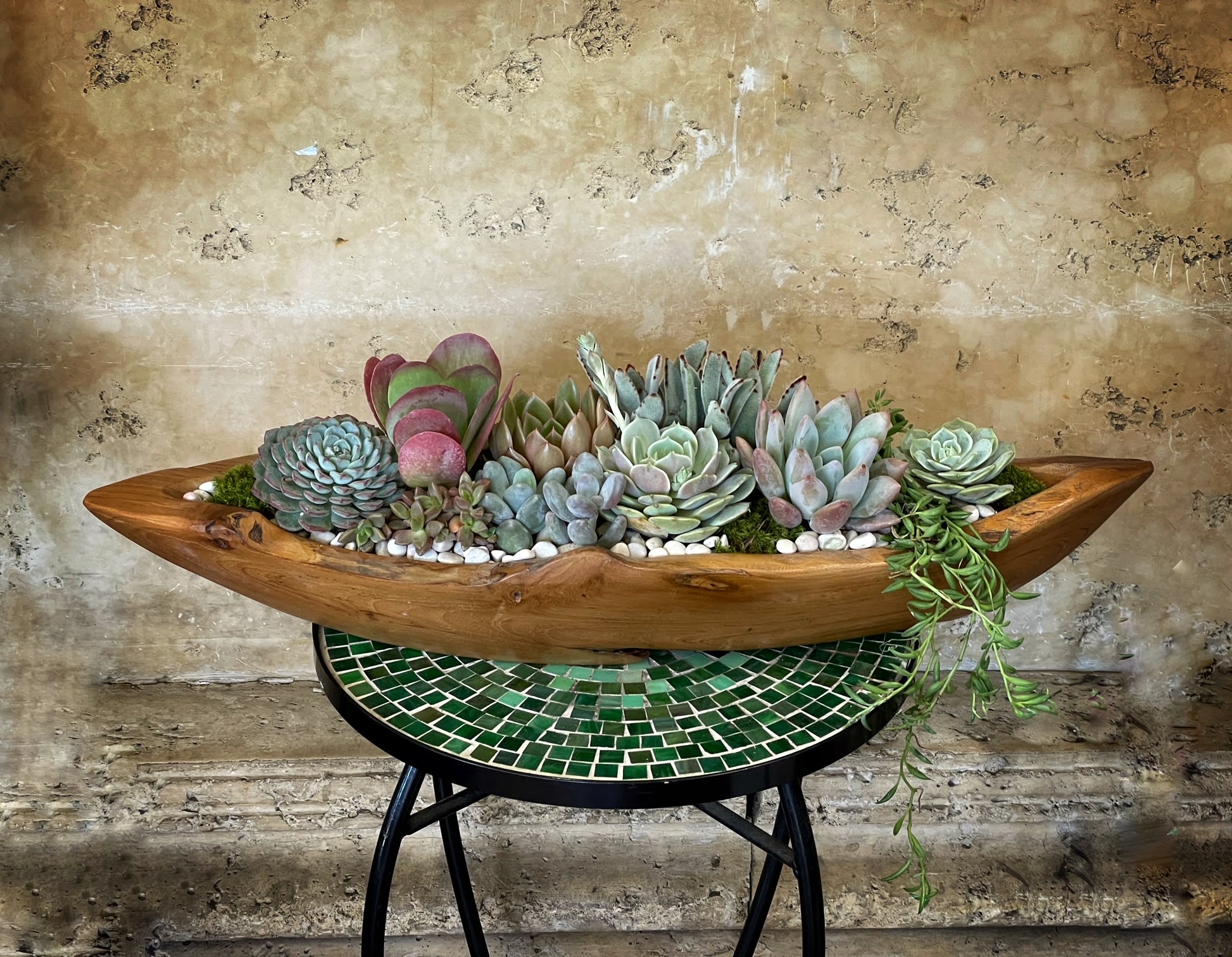 Boat Succulents - Succulents in handmade wood container. L 23" x W 7" x H 8"