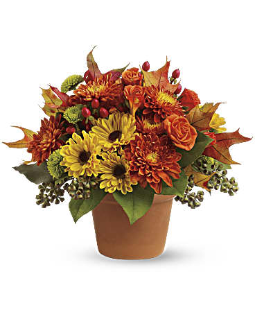 Sugar Maples - Chrysanthemums in autumnal colors of yellow, bronze and green - set off by fiery orange roses, seeded eucalyptus and hypericum - nestle together with brilliant fall leaves to create a bright floral arrangement that's reminiscent of a walk in the woods at sugar maple time. A terra-cotta pot adds a rustic touch.