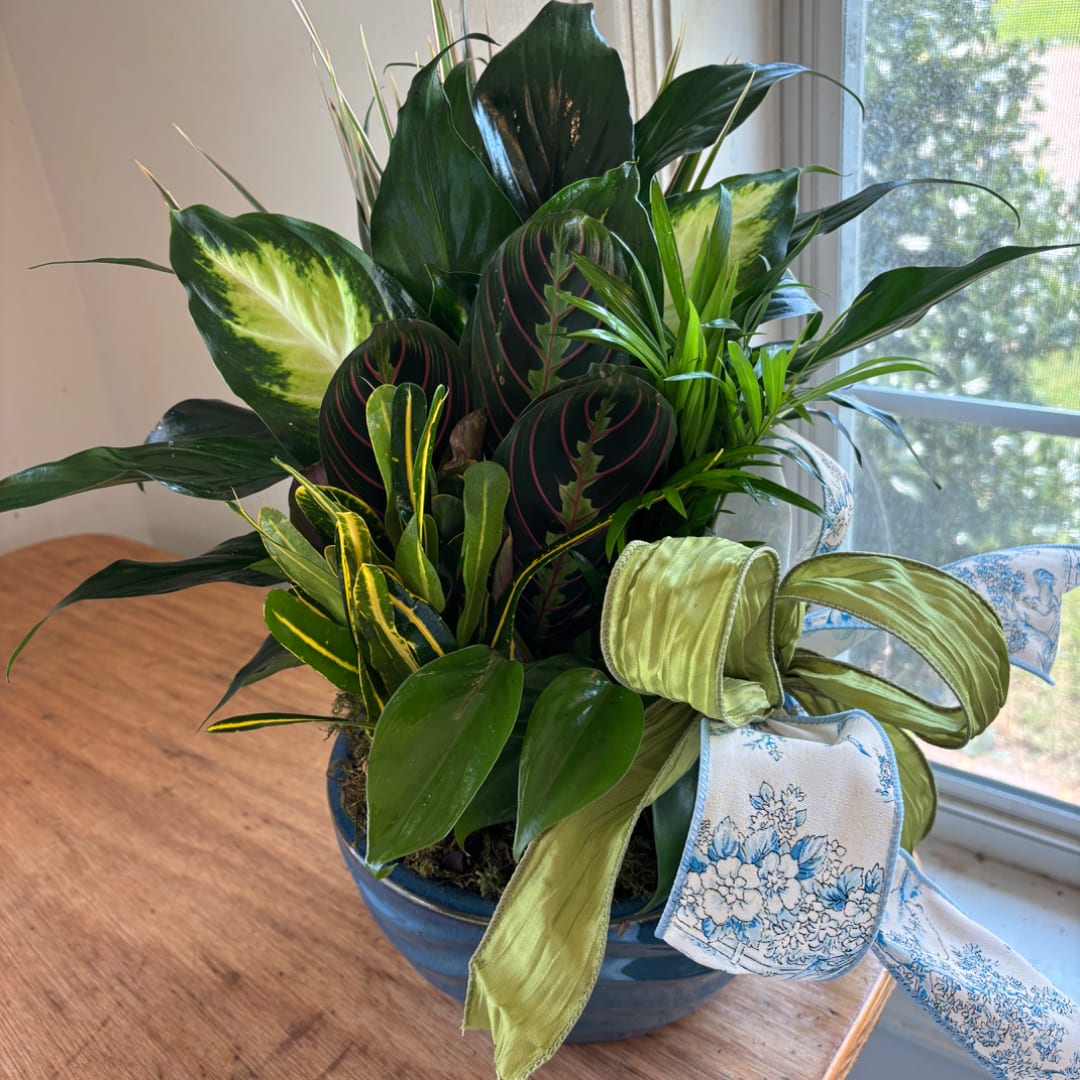 Mixed potted houseplants in a blue ceramic bowl with a decorative ribbon