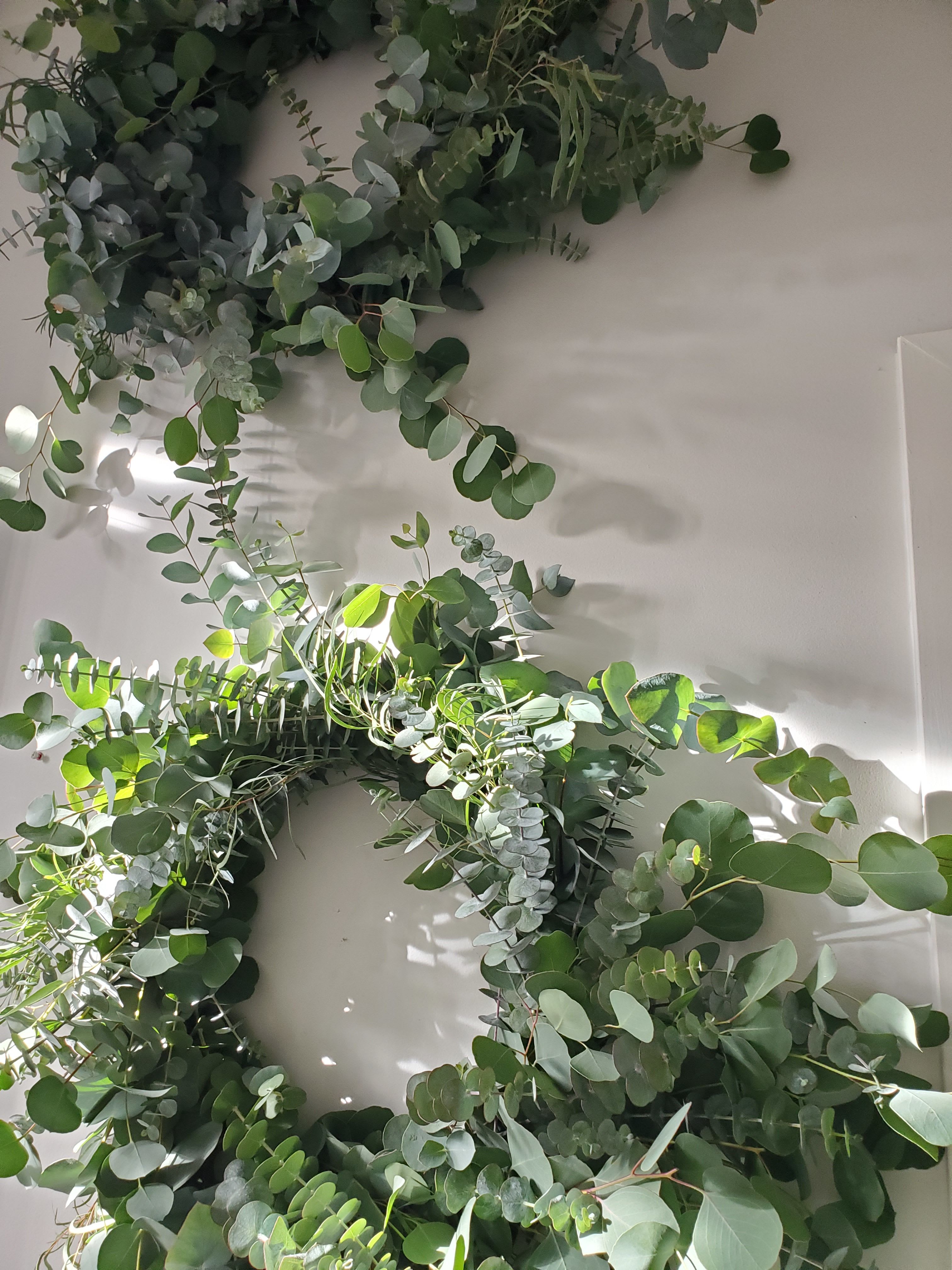 Pair of lush eucalyptus wreaths hanging on a light-colored wall