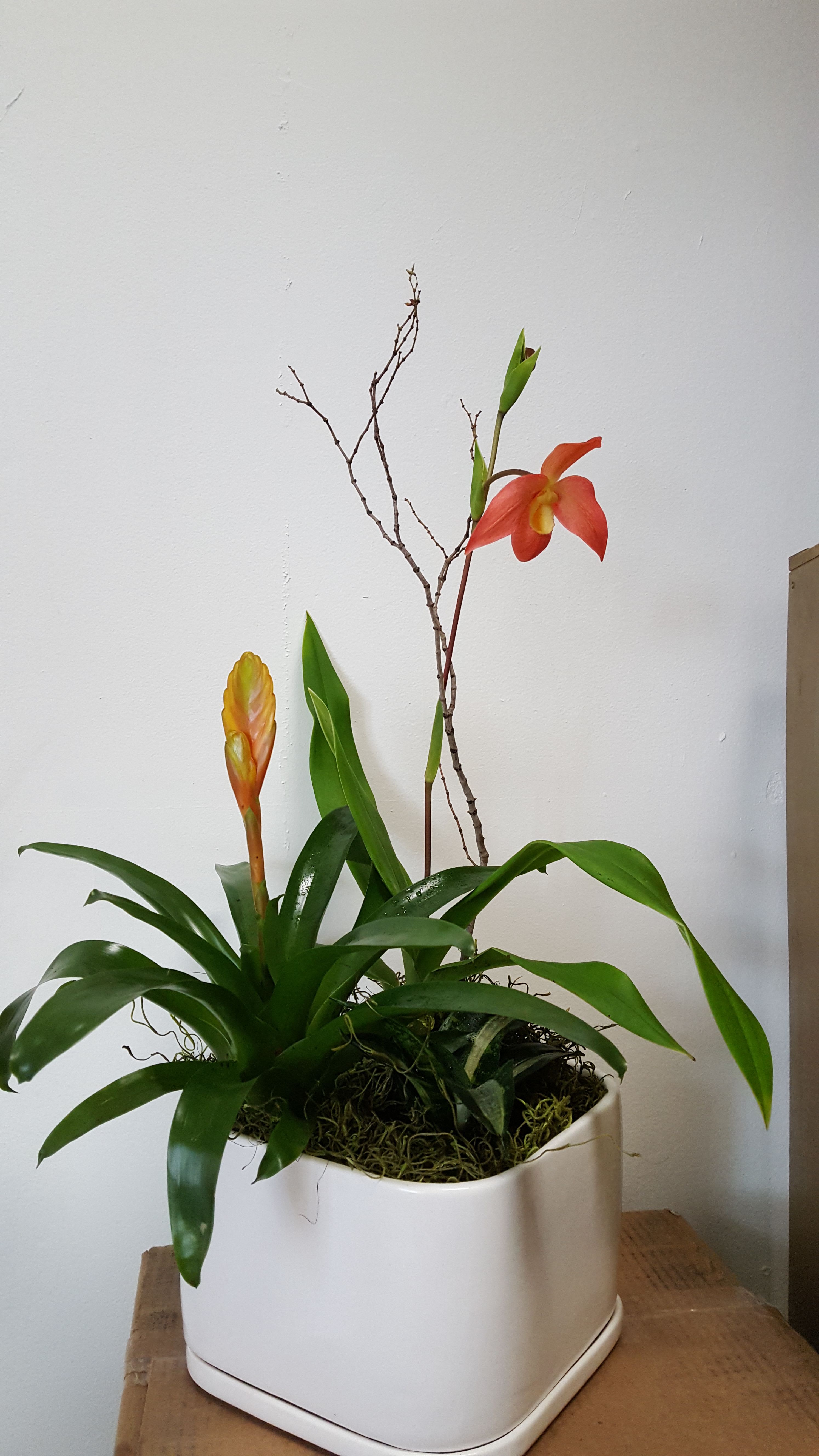 Potted tropical plant with an orange orchid-like bloom in a white ceramic rectangular container