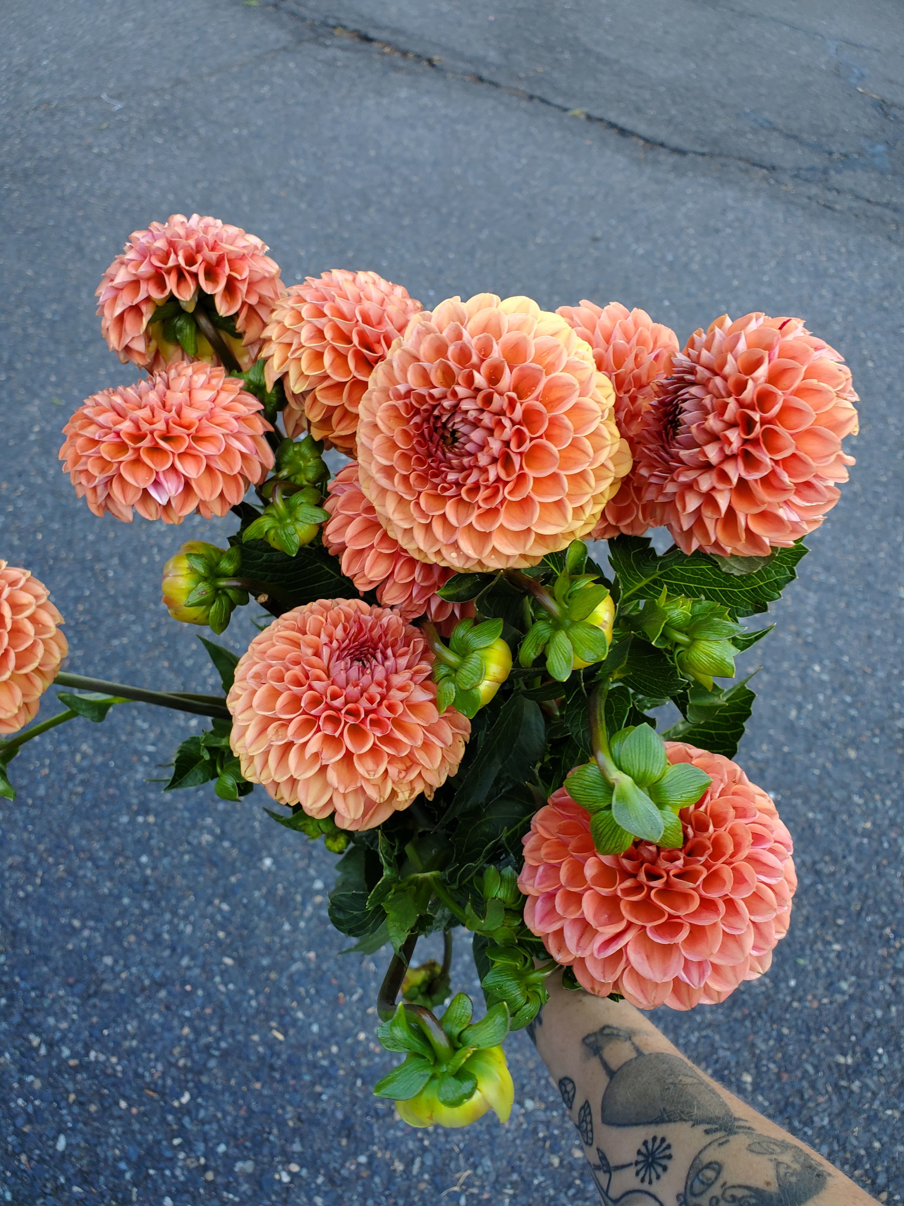 Handheld bunch of peach ball dahlias with round petals against a paved background