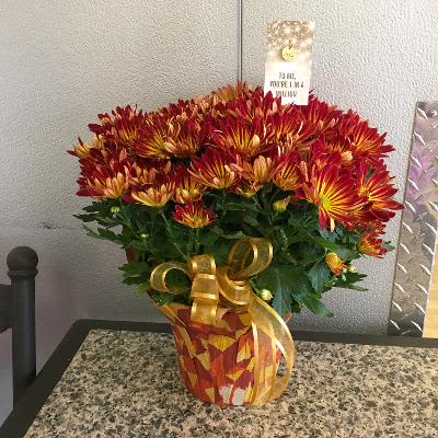 Burg Daisy Plant &amp; 1 Mil Charm - As shown