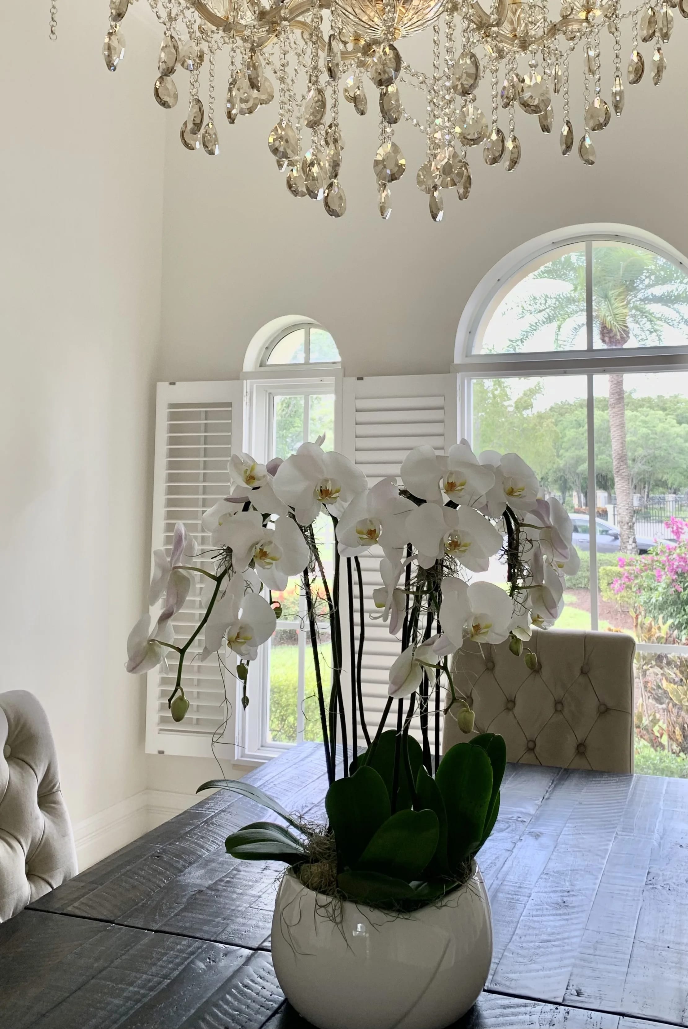 Elegant Orchids  - White Orchid Plants in white ceramic container 