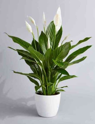 Potted peace lily plant with white blooms in a white container