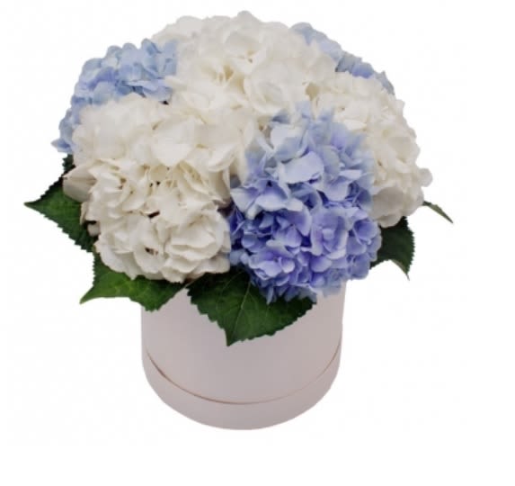 Blue and white hydrangeas in a round white box