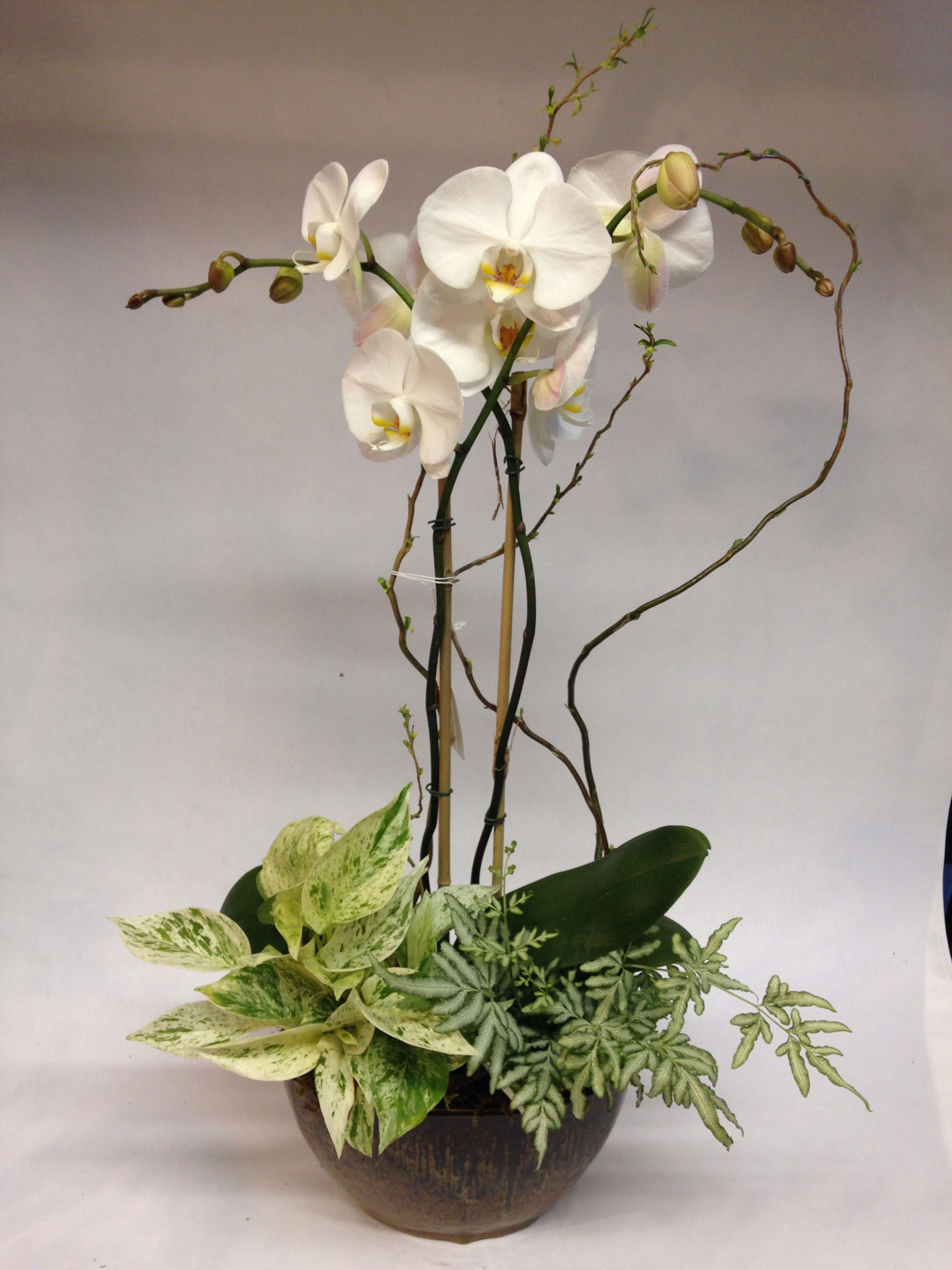 White orchids in a dark bowl planter with variegated foliage
