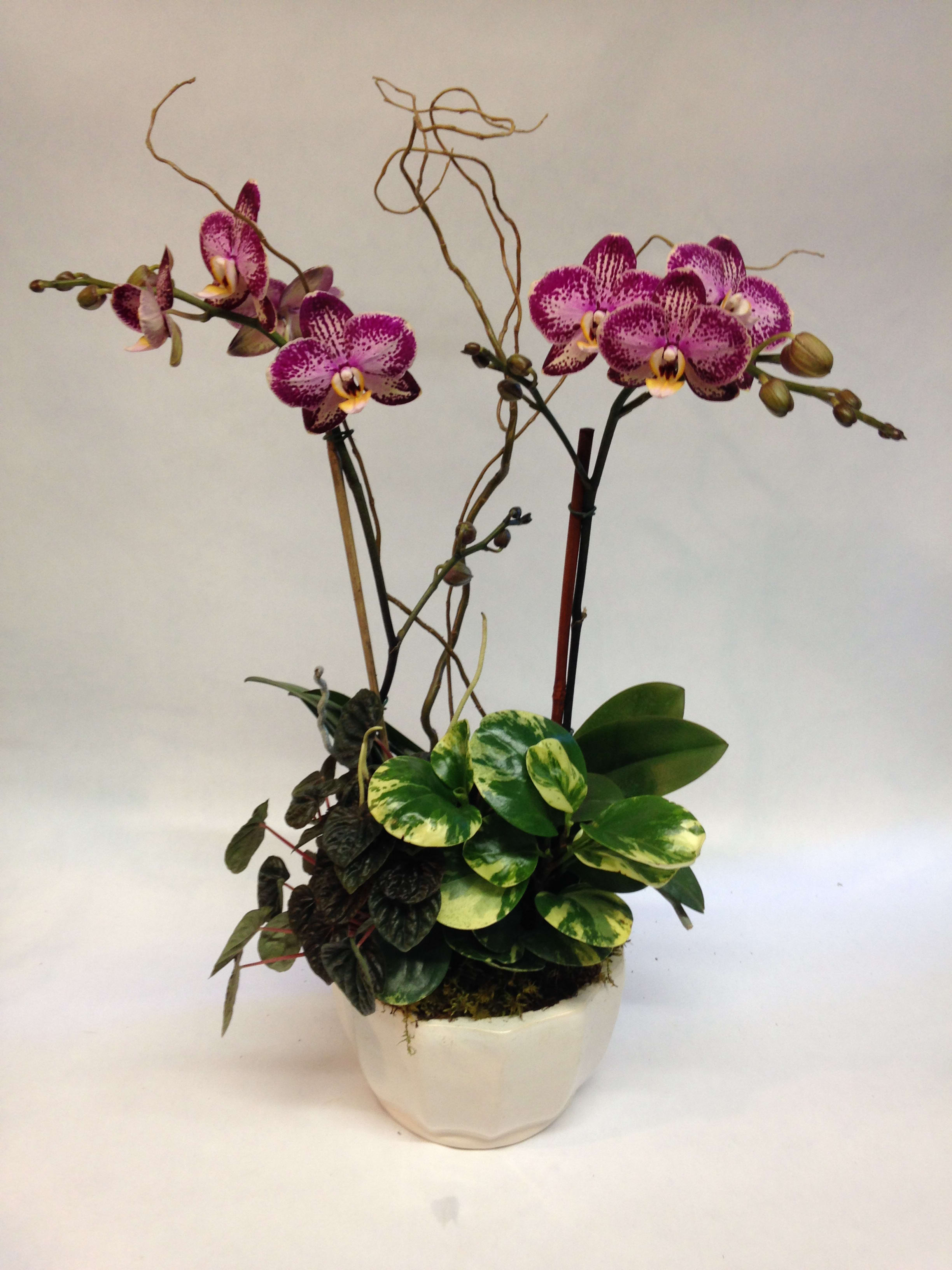 Moonlight Sonata Orchid (Pre-order) - This planter comes complete with two stems orchid plant, curly willow, and two plants.  (Some flowers may be subject to change depending on the season. We will contact you with available flower substitutions; please contact us with specific questions if you are concerned with flower availability, thanks!)  Featured arrangement: $155.00 (Regular Price).    $255.00- 4 stems   orchids with  2 plants (Deluxe Price).    $355.00 - 6 stems orchids with 2 plants (Premium Price) 