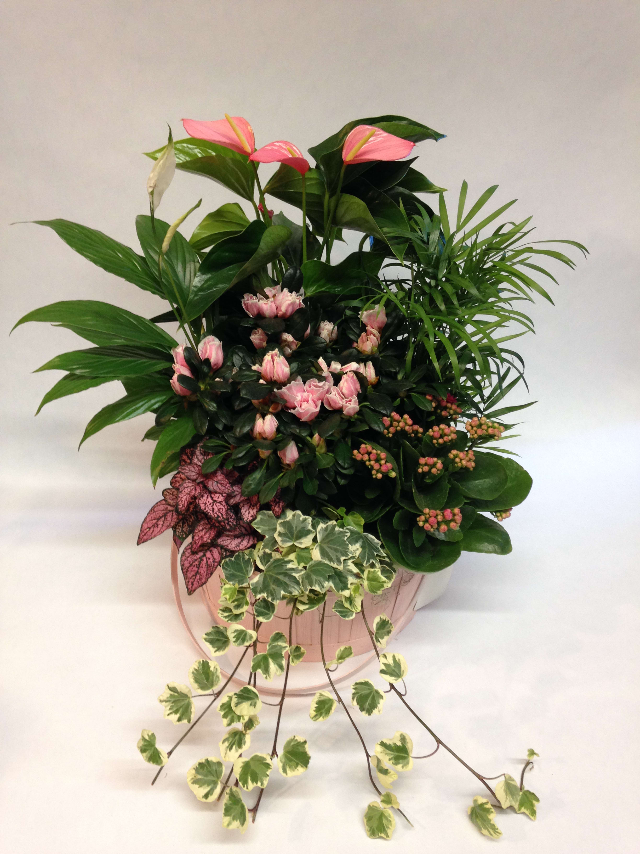 Pink anthuriums and mixed foliage in a round pink container