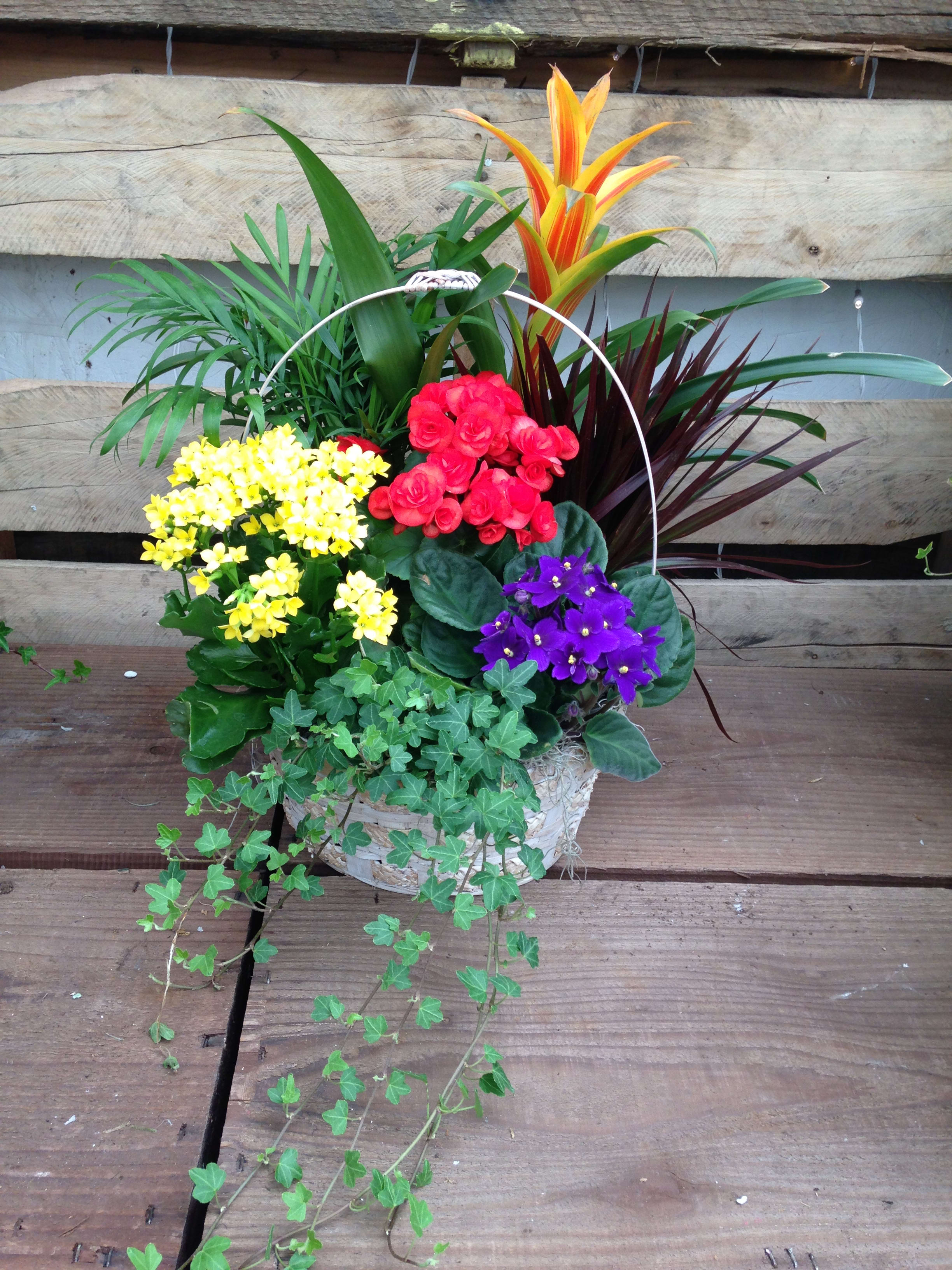 Basket arrangement with colorful potted flowers and trailing ivy