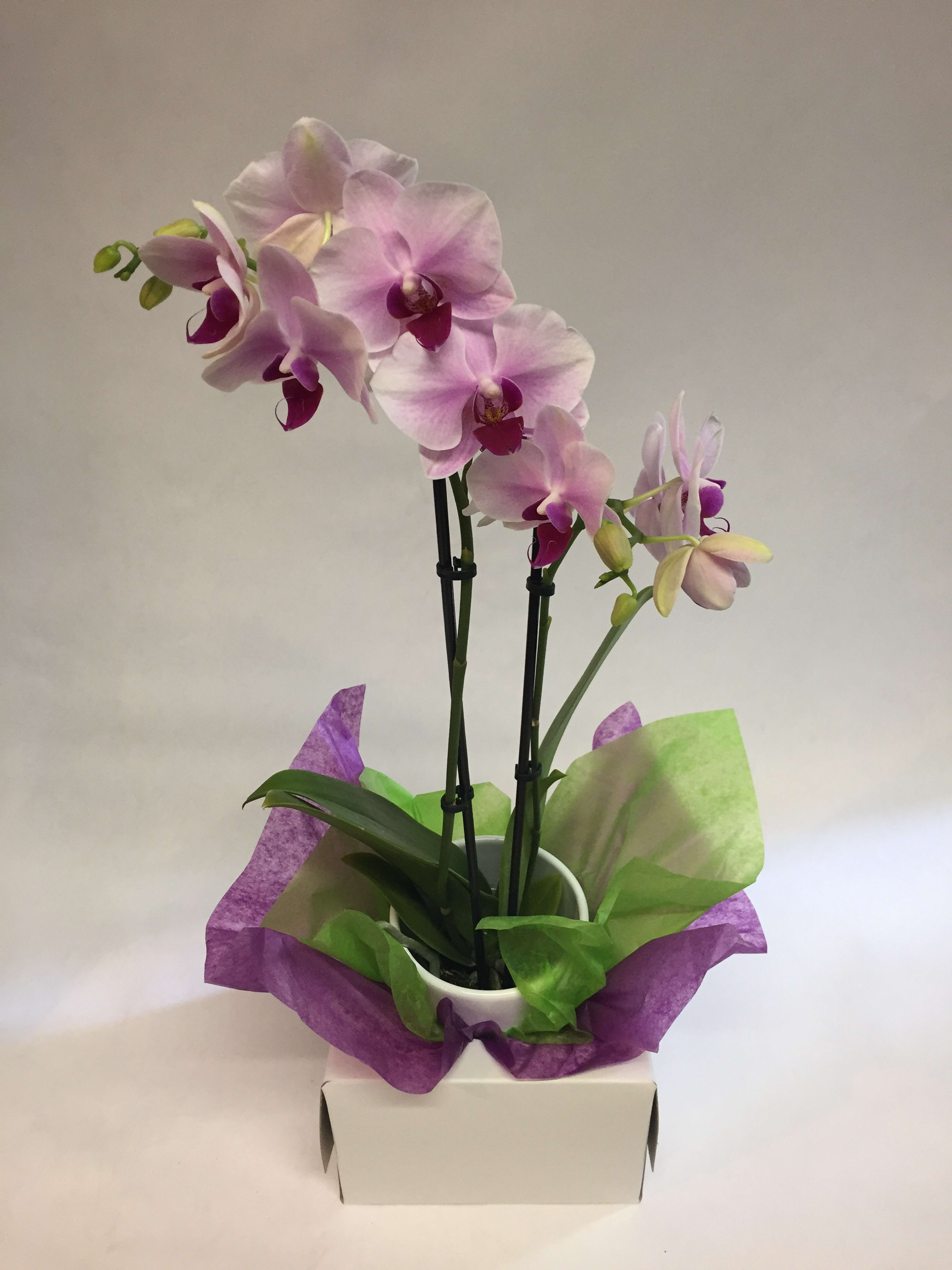 Potted pink orchids wrapped in purple and green tissue paper