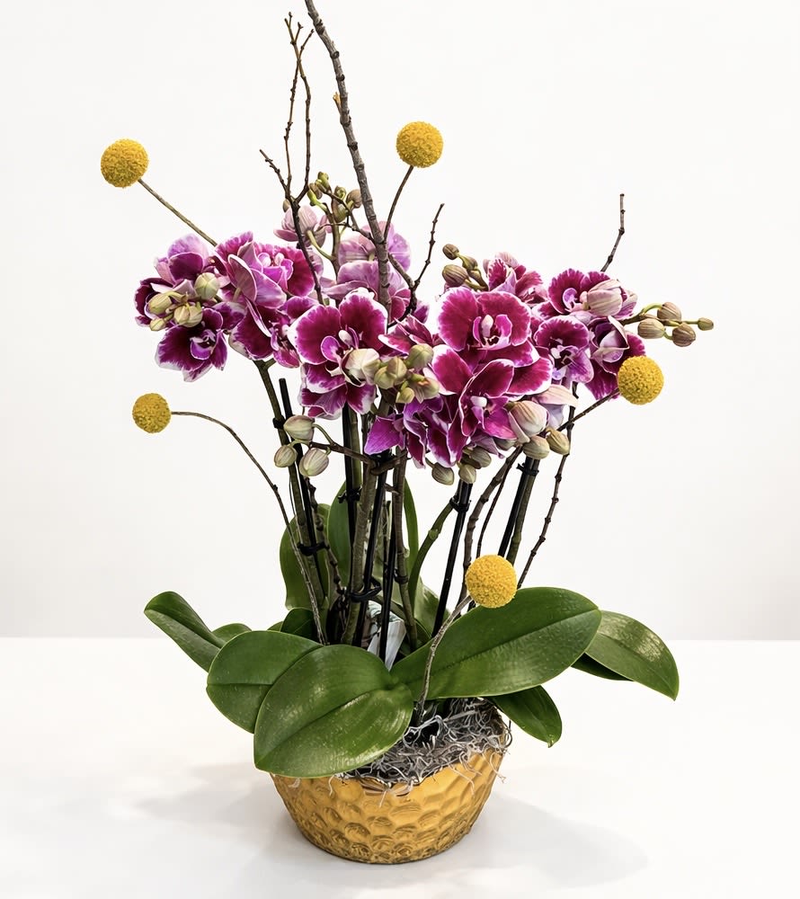  Maison d’Or Orchid Collection - An elegant statement of spring luxury, this refined orchid arrangement features rich magenta Phalaenopsis blooms accented with sculptural branches and golden billy balls. Designed in a textured gilded vessel, it brings warmth, sophistication, and modern European charm to any space.    Perfect for elevated gifting or a striking interior centerpiece.   Featured arrangement  - $185 (Regular Price)  has three small Orchids arranged in a textured gold pot with Spanish Moss and complimented with a fun yellow Billy balls. $235.00 - four small orchids (Deluxe Price). $285.00 - five  small  orchids                   (Premium Price).