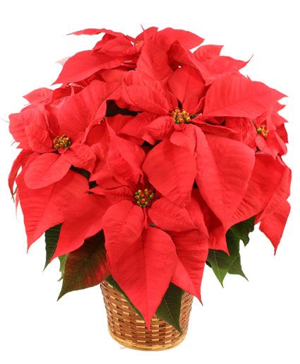 Red poinsettia plant in a woven basket