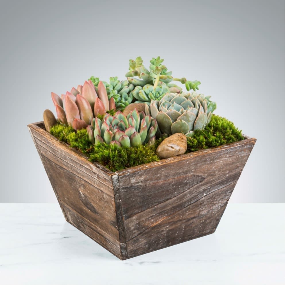 Succulent arrangement in a rustic wooden planter with moss and stones