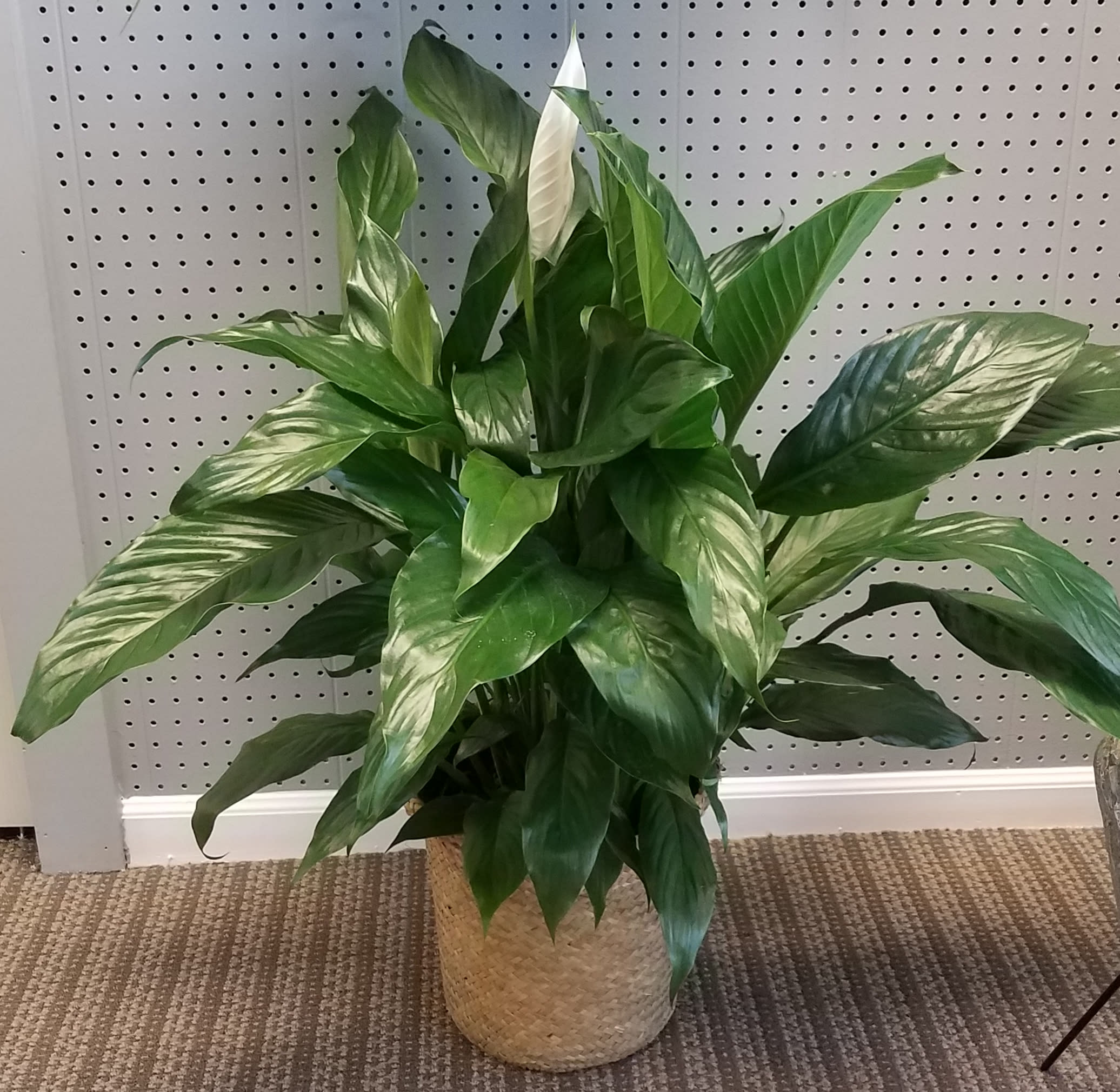 Potted green houseplant with broad glossy leaves in a woven basket