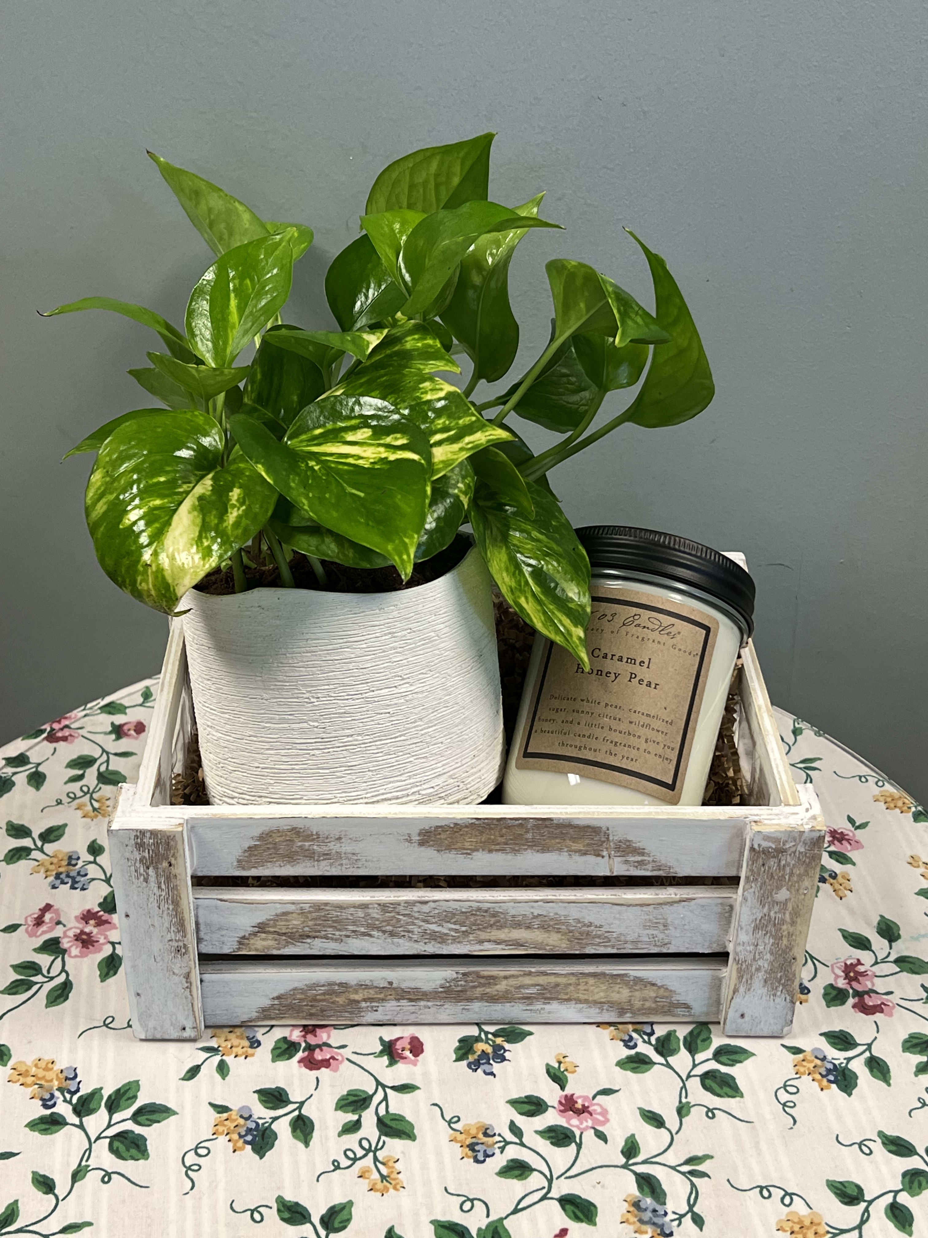 Potted green houseplant in a white planter with a candle in a wooden crate
