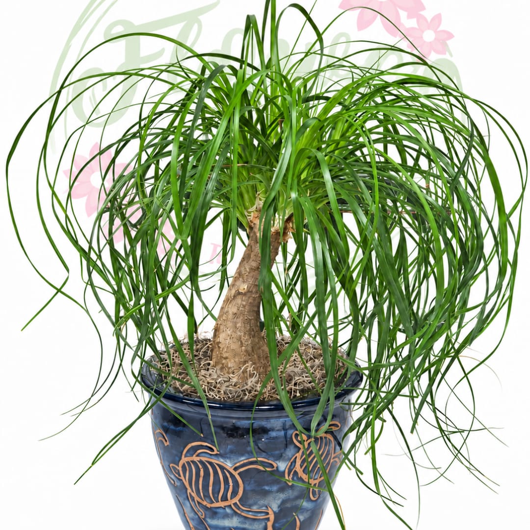 Potted ponytail palm in a blue ceramic pot