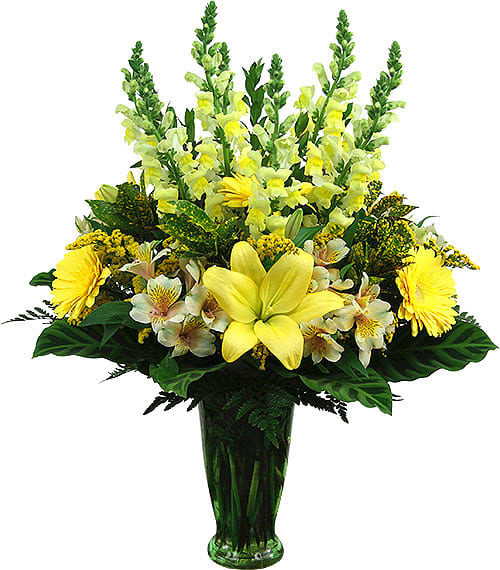Bright, uplifting funeral arrangement - Radiant is a bright, uplifting funeral arrangement that celebrates the life of the deceased. Featuring yellow lilies with yellow snapdragons, Gerbera and solidago, expertly arranged with rich, colourful exotic greenery.