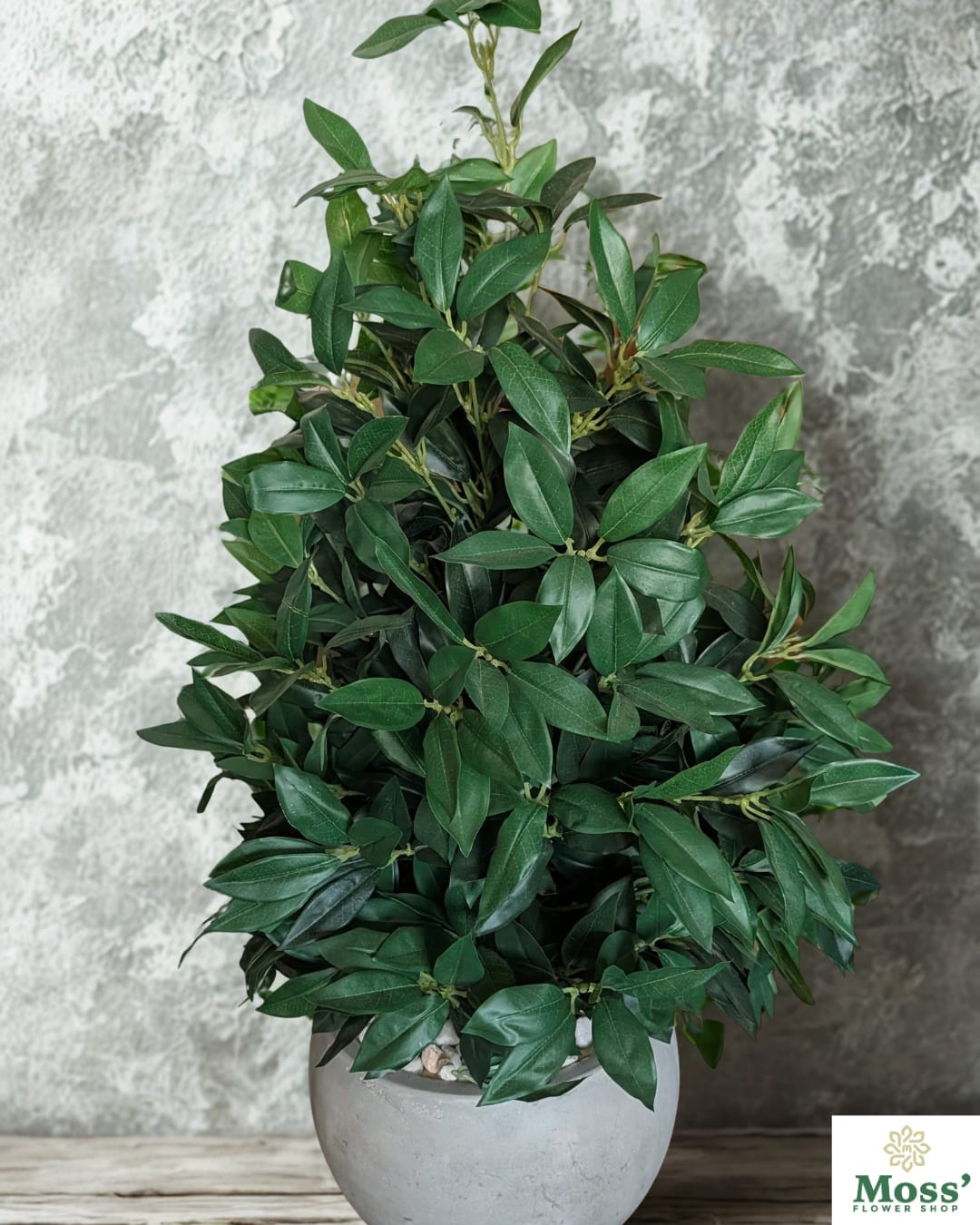 Potted green plant with dense glossy leaves in a gray planter