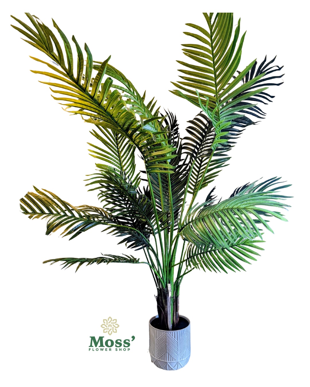 Potted palm plant in a textured gray container