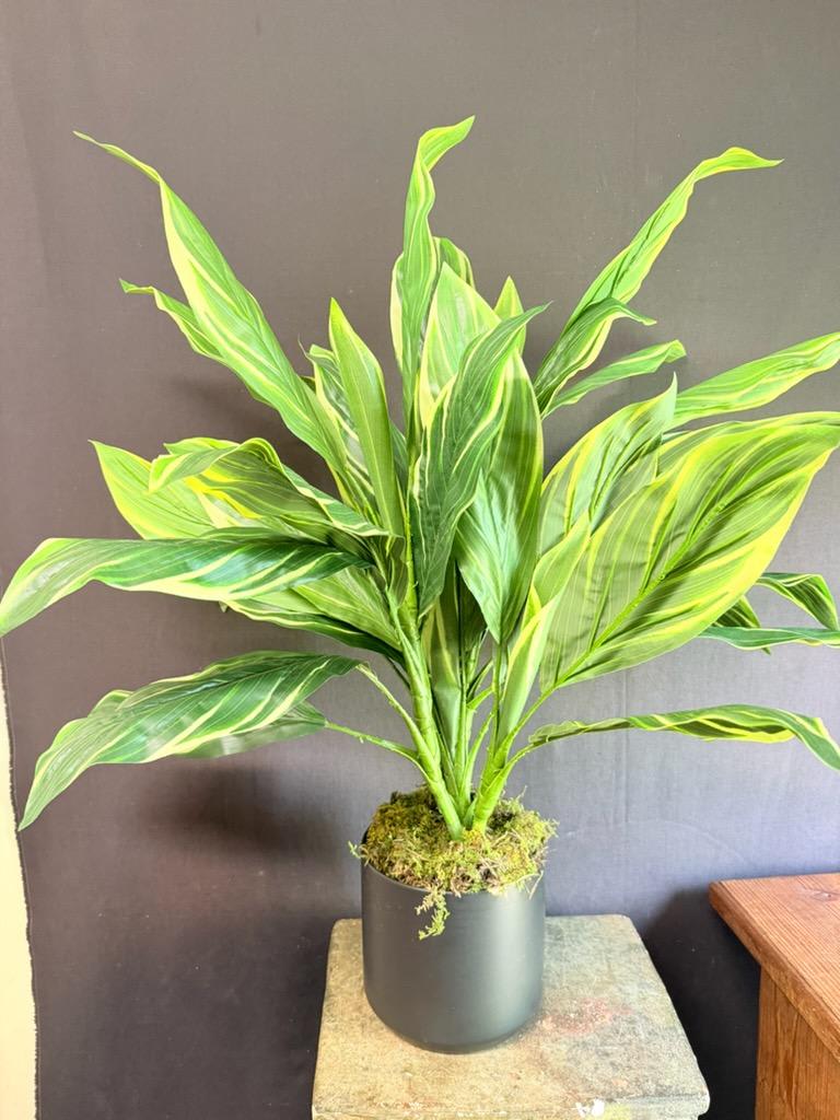 Potted green variegated plant in a black container