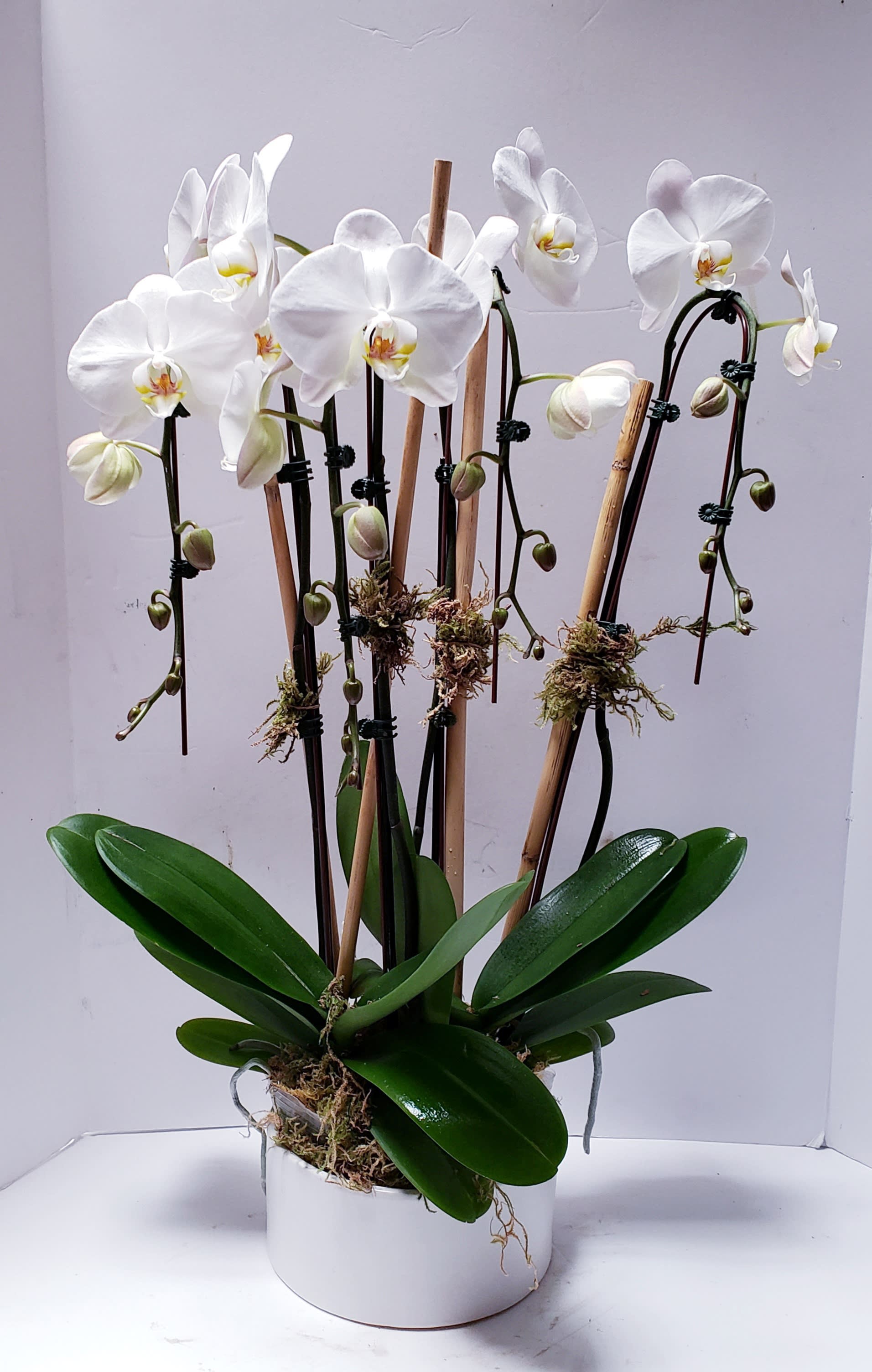 White orchid plant in a white pot with support stakes