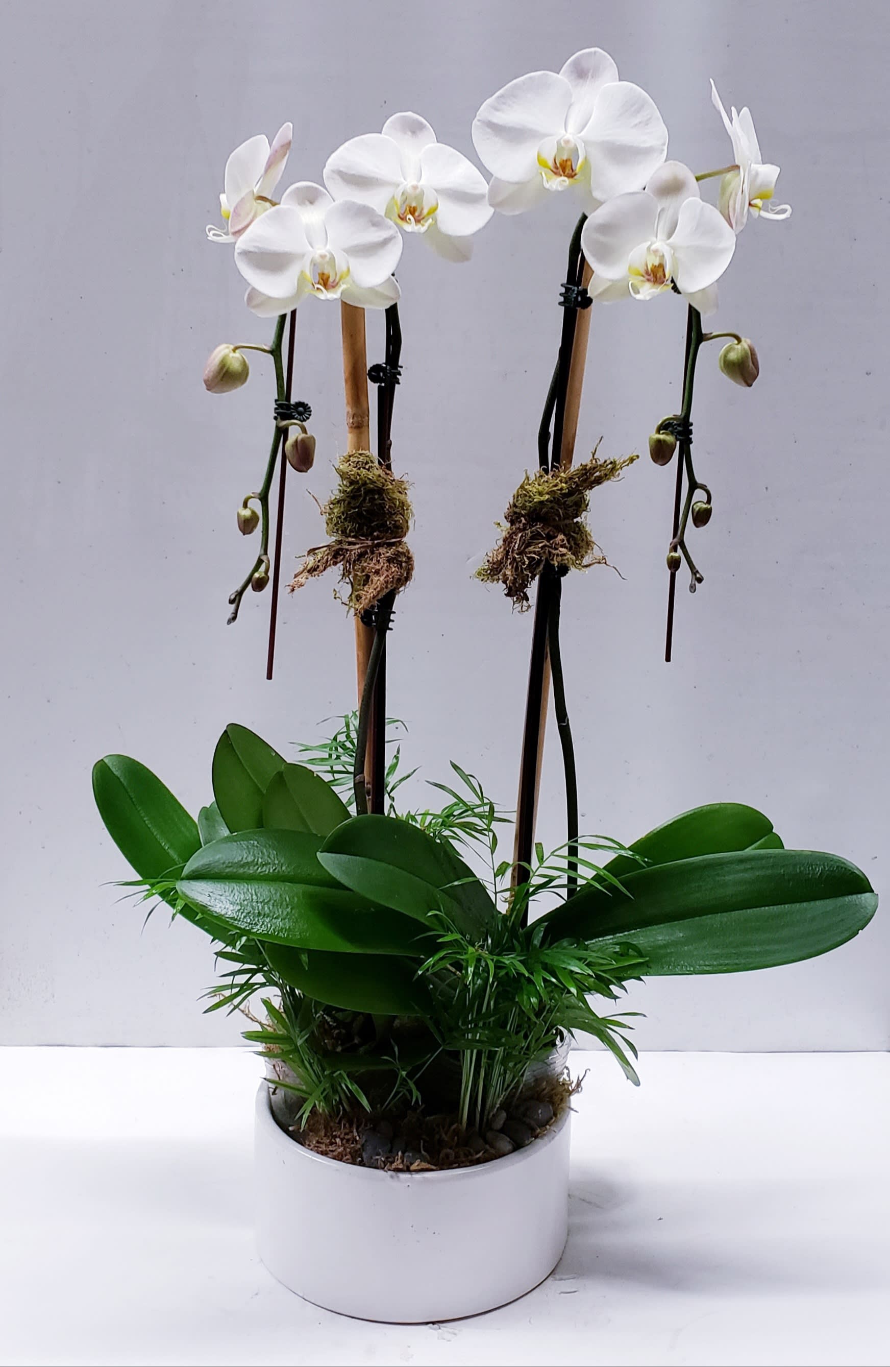 White orchids in a white pot with broad green leaves