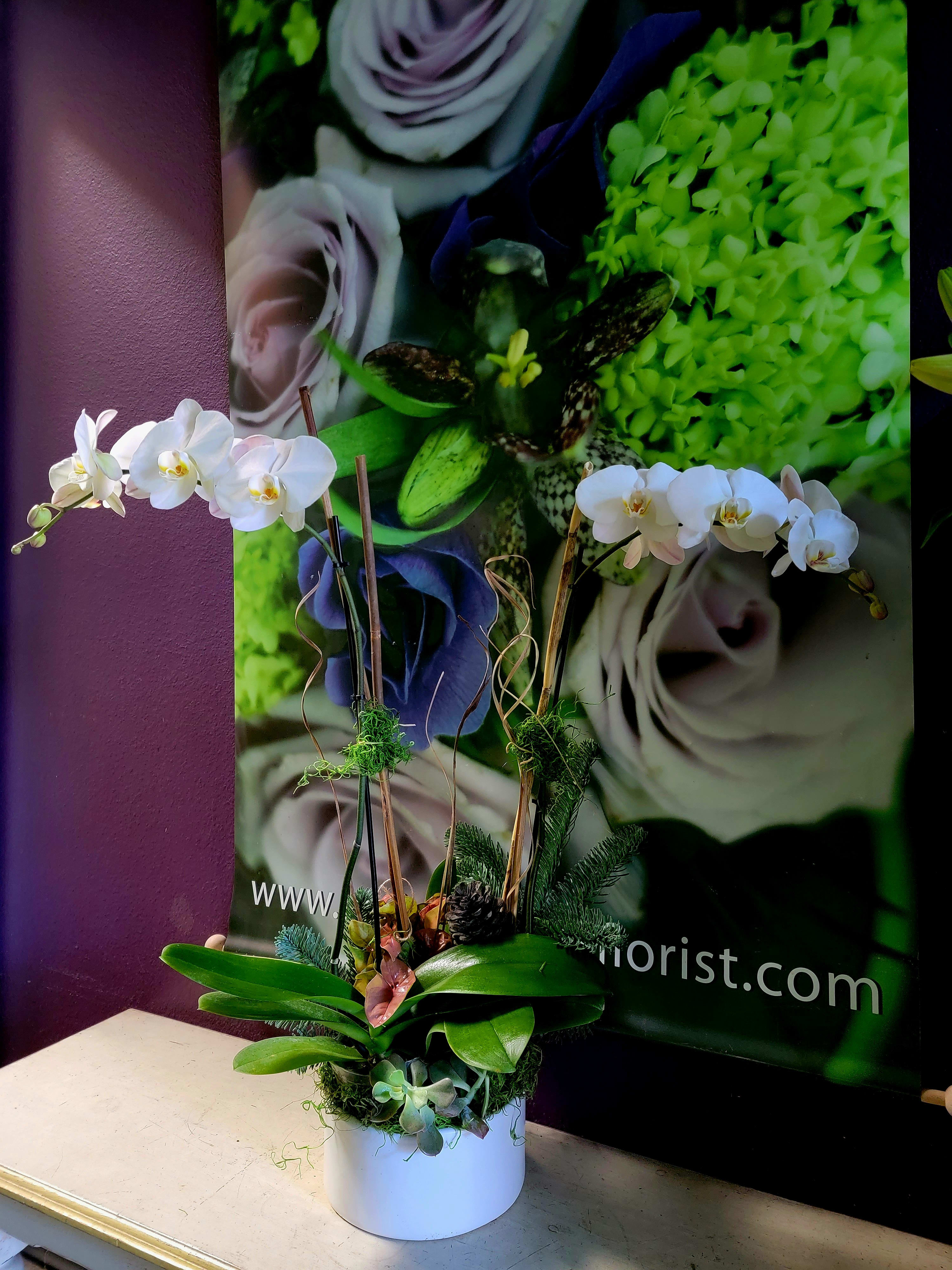 White orchids arranged in a white pot with succulents