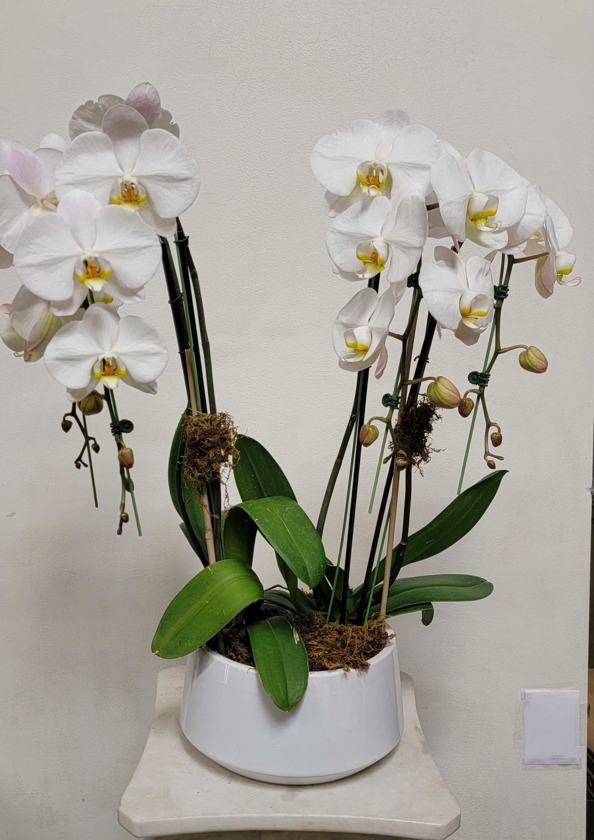 White orchids in a white pot with broad green leaves