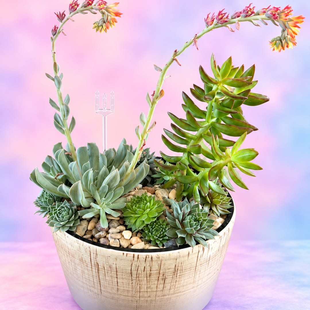 Potted succulent arrangement with tall flowering stems in a white planter