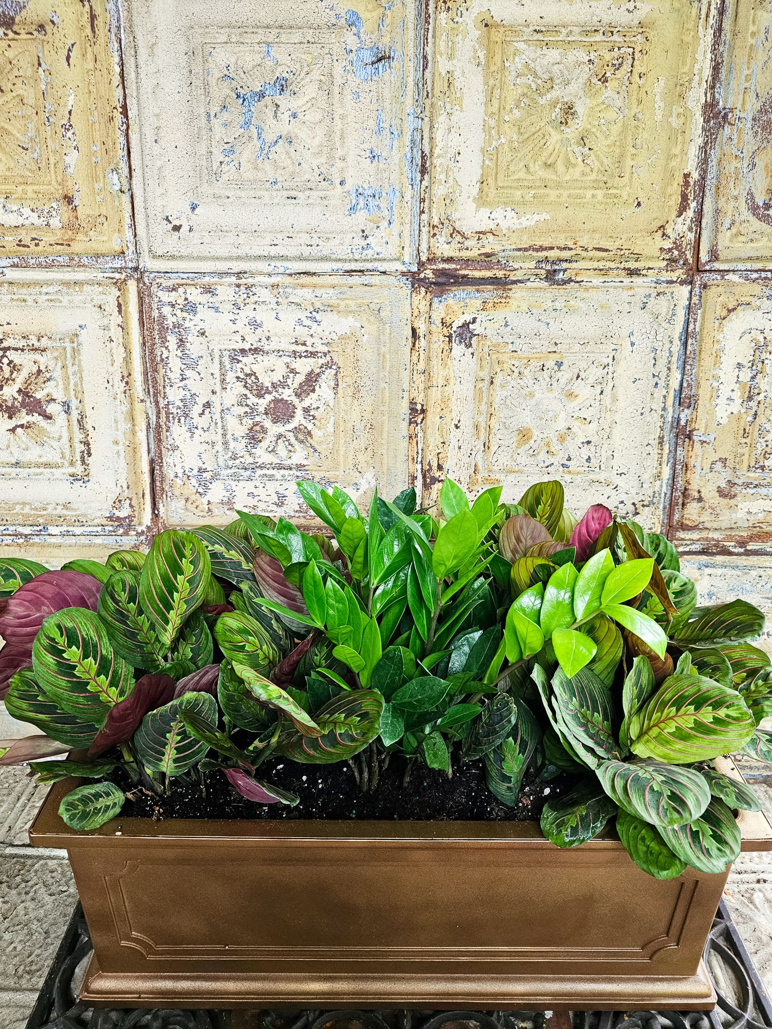 Rectangular planter filled with leafy green and burgundy houseplants