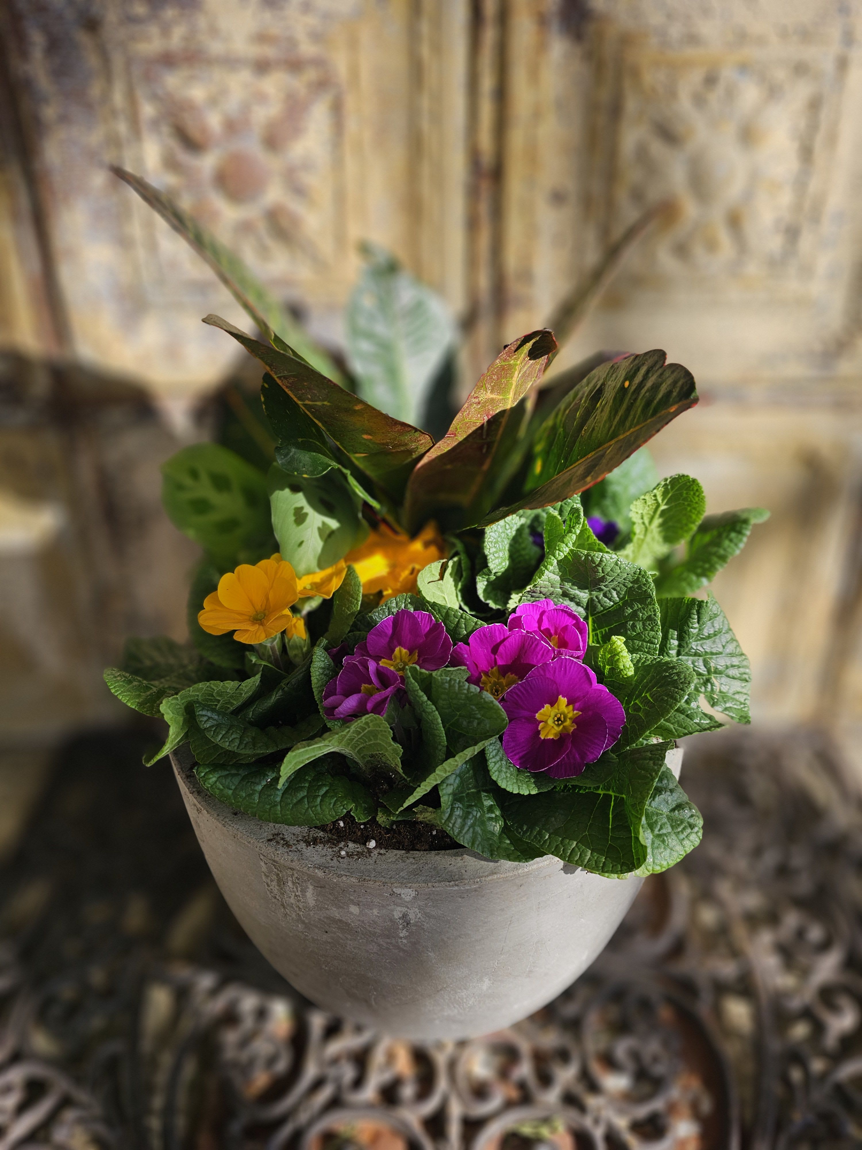 Potted primrose plant with purple and yellow flowers in a gray planter