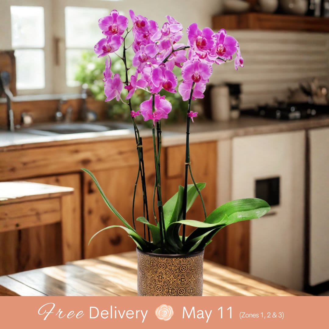 Premium Local Phalaenopsis Garden (4 Stems) Locally Grown - From the Waianae Coast of Oahu, this stunning 4-stem pot will light up any house or office! Standing over 2 feet tall and set in a decorative and beautiful vase, this arrangement is just amazing. Please note that the vase/pot and colors will vary, ensuring each piece is unique and captivating.  Key Features:  Waianae Coast Origin: Sourced from the picturesque Waianae Coast of Oahu, known for its lush and vibrant plant life.  Impressive Height: Stands over 2 feet tall, making it a striking addition to any space, whether it's a home or office.  Decorative Vase: Set in a beautiful and decorative vase, enhancing the overall aesthetic and adding a touch of elegance.  Unique and Varied: Vase/pot and colors will vary, ensuring each arrangement is unique and tailored to delight with its individuality.  Versatile Placement: Perfect for brightening up any house, office, or large indoor space with its stunning presence.  Illuminate your space with the beauty of our 4-Stem Pot from Waianae Coast, and enjoy the unique charm and elegance it brings to any setting.       