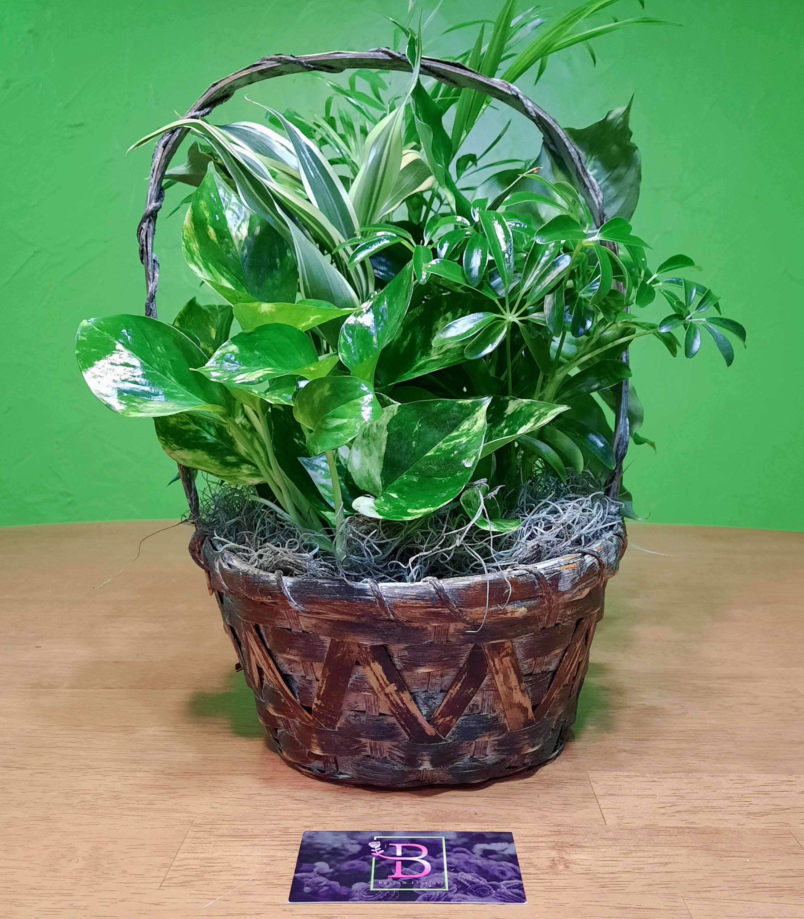 Mixed green houseplants arranged in a woven basket