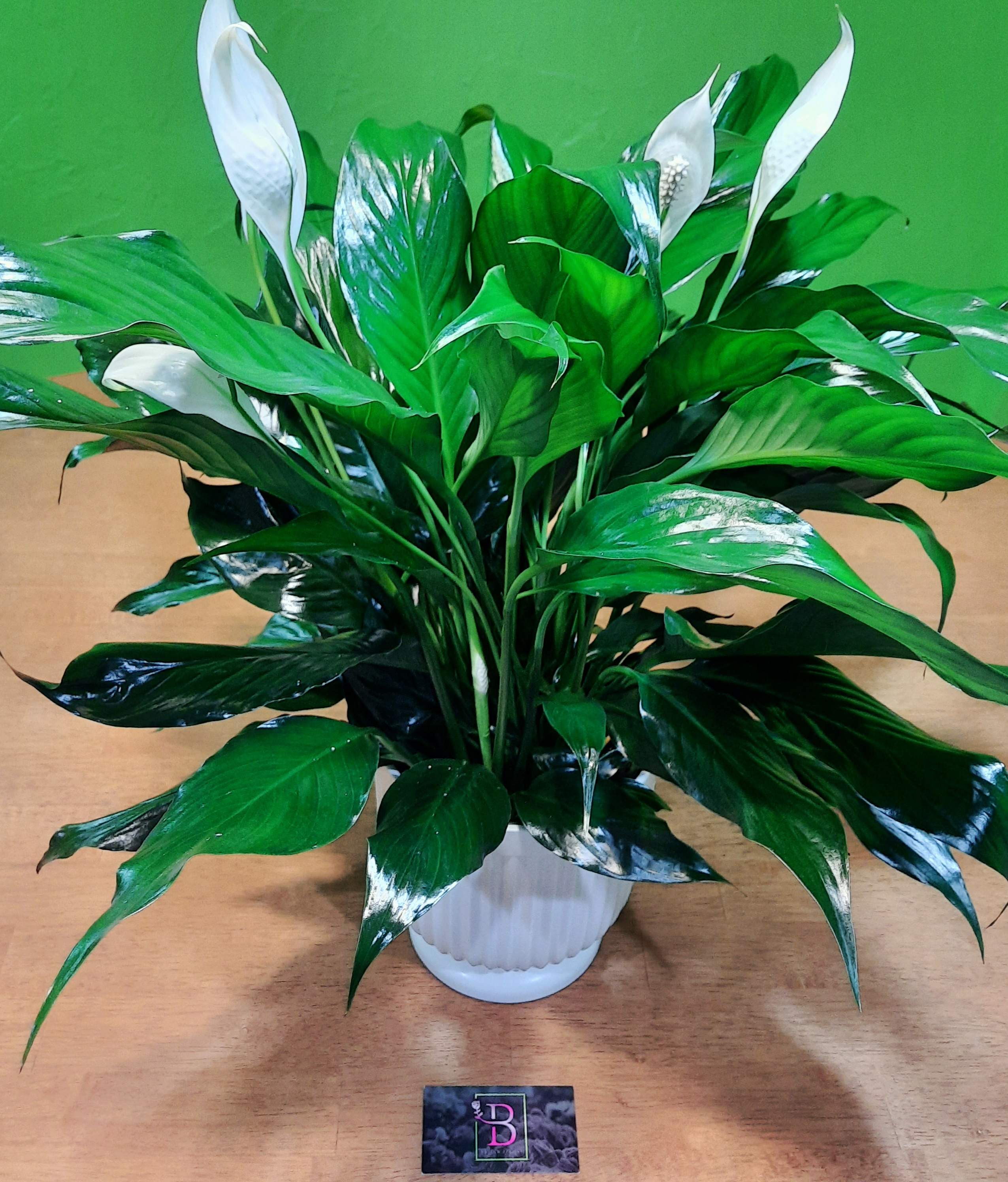White peace lilies in a white pot