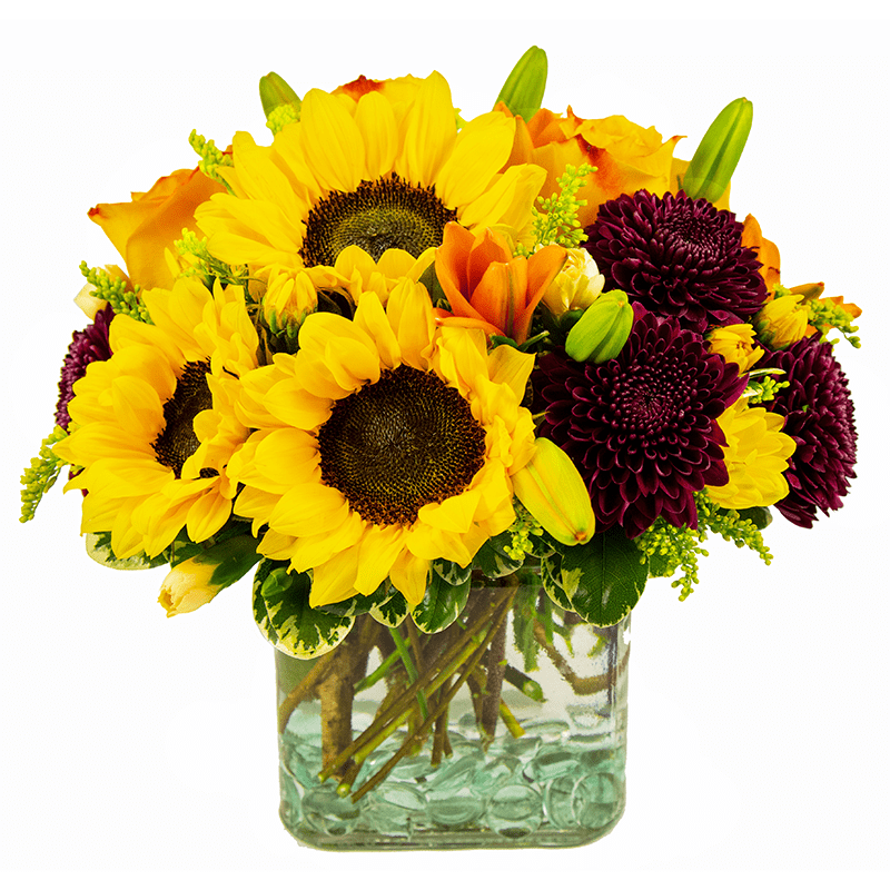 Sunflowers and dark purple mums in a clear glass vase