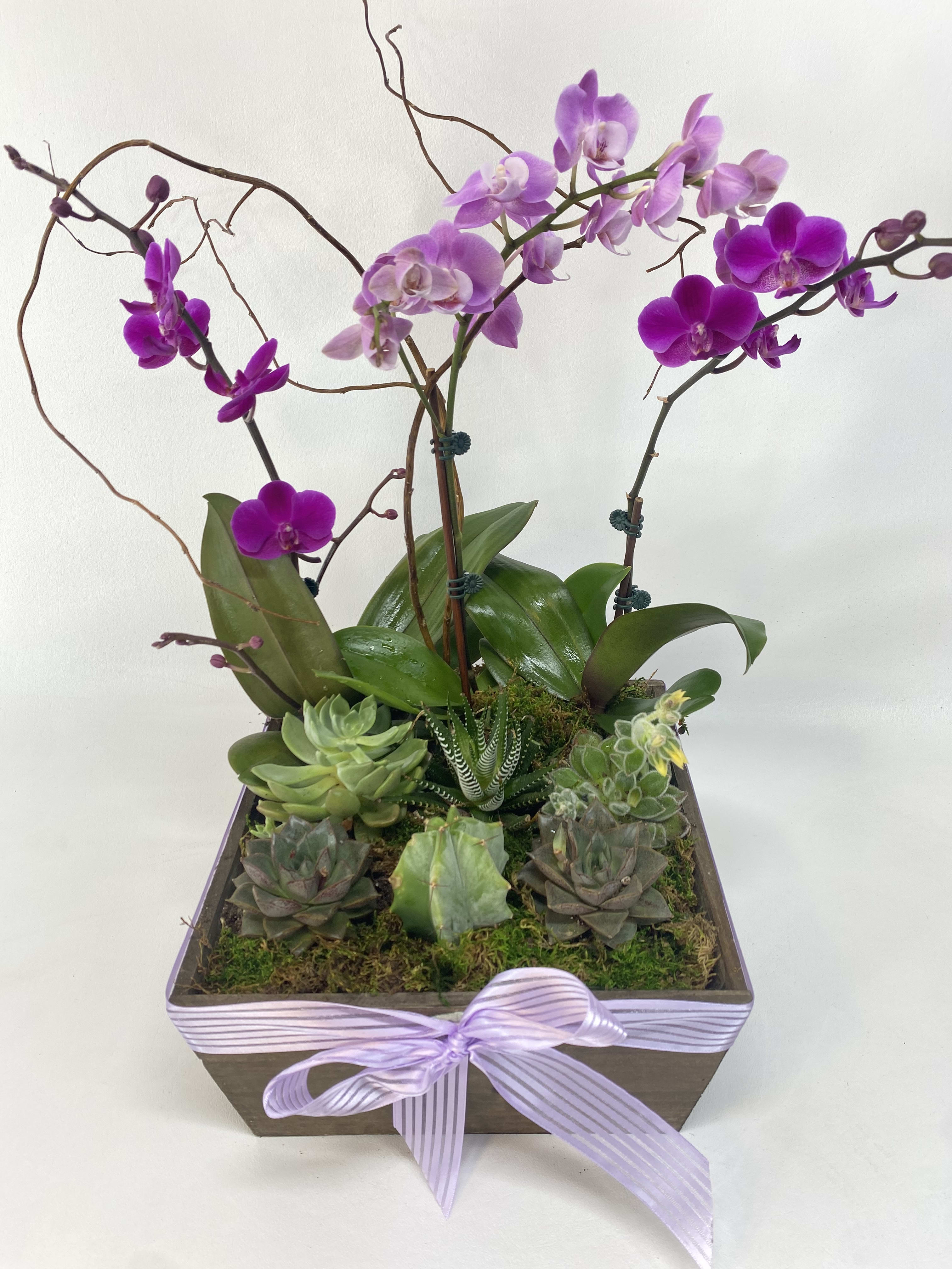 Orchid and succulent arrangement in a square box with a lavender ribbon