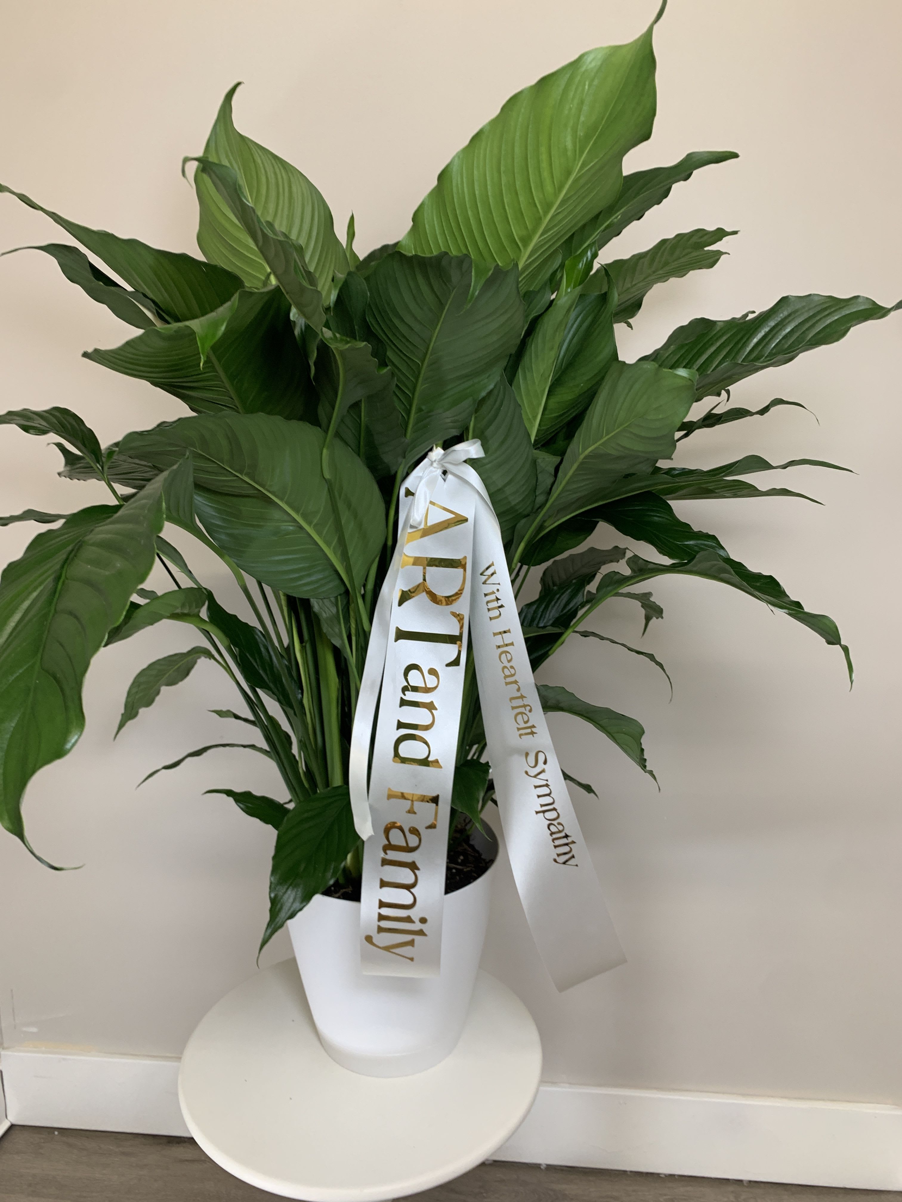 Large green potted plant with a white sympathy ribbon