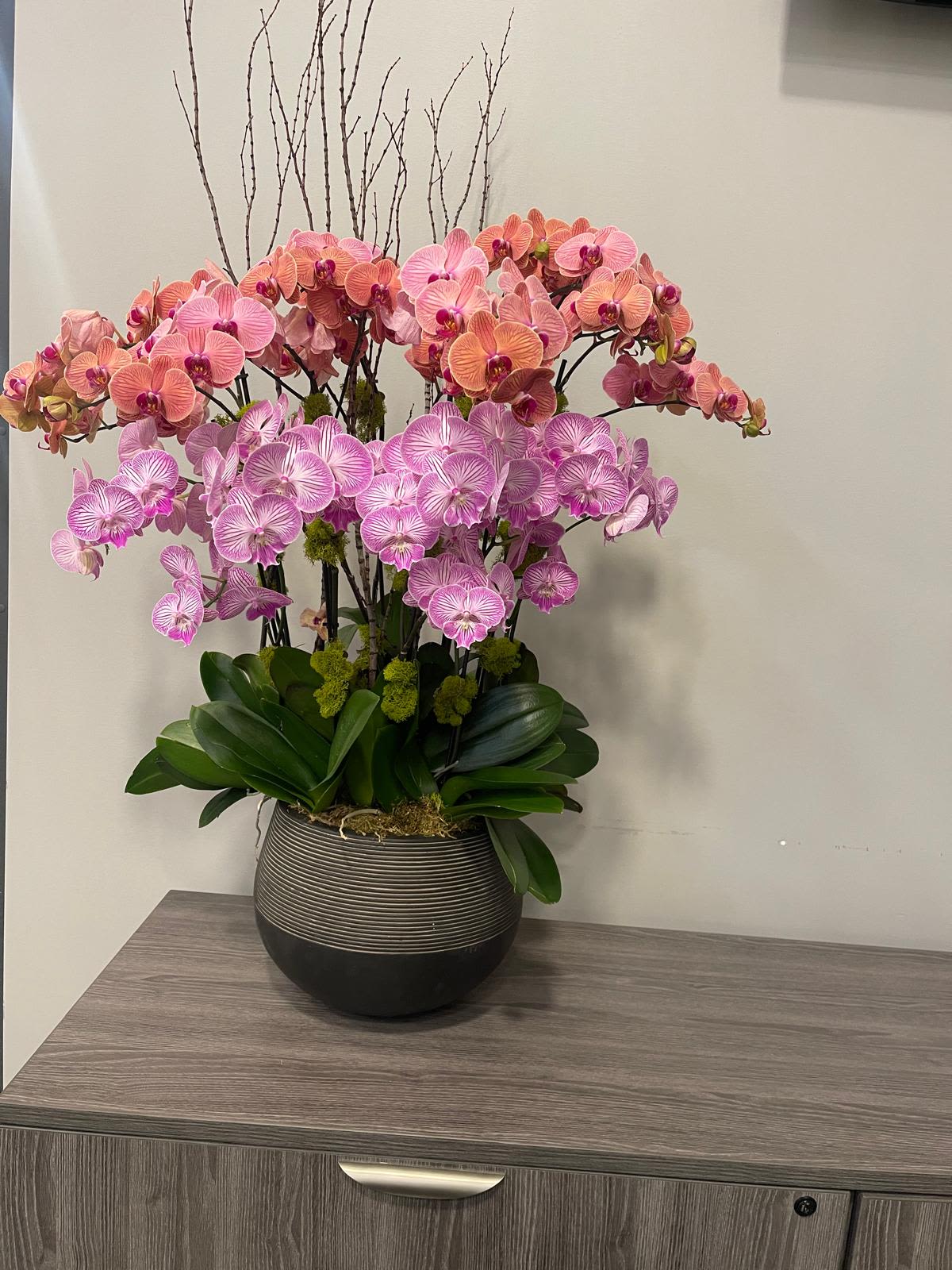 Potted arrangement of pink and peach phalaenopsis orchids in a round striped vase