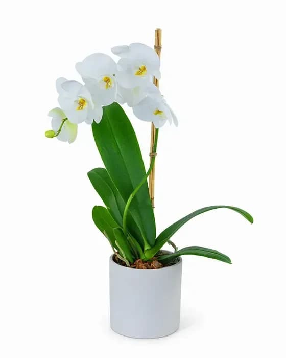 Potted white orchid plant with arching blooms in a white ceramic pot