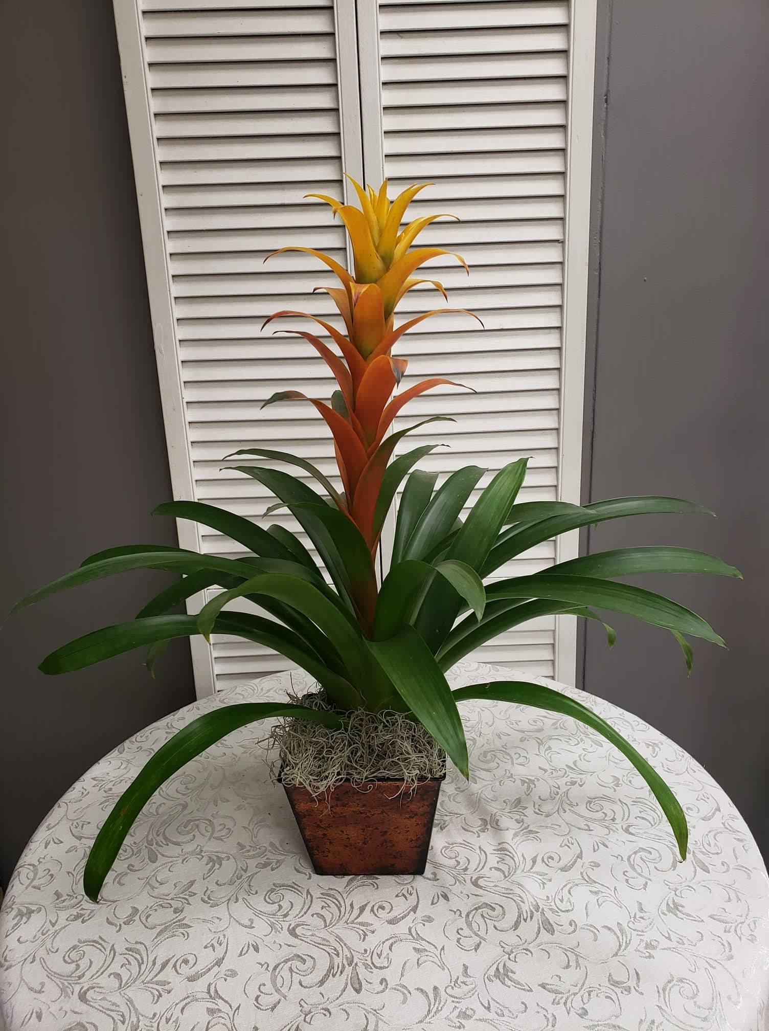 Potted bromeliad with green leaves and orange-yellow bracts