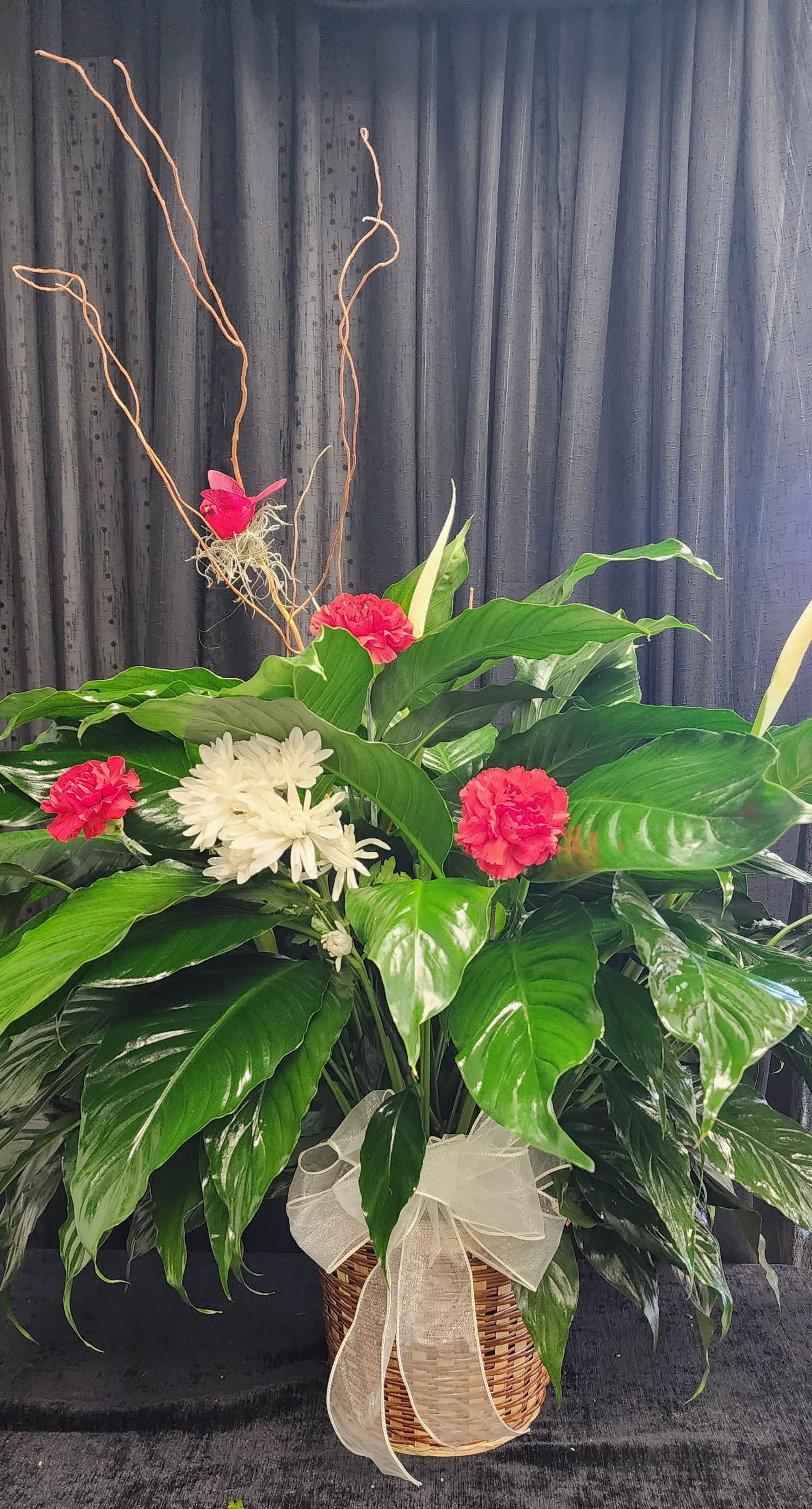 Adorned Peace lily - A potted peace lily with a cardinals theme.