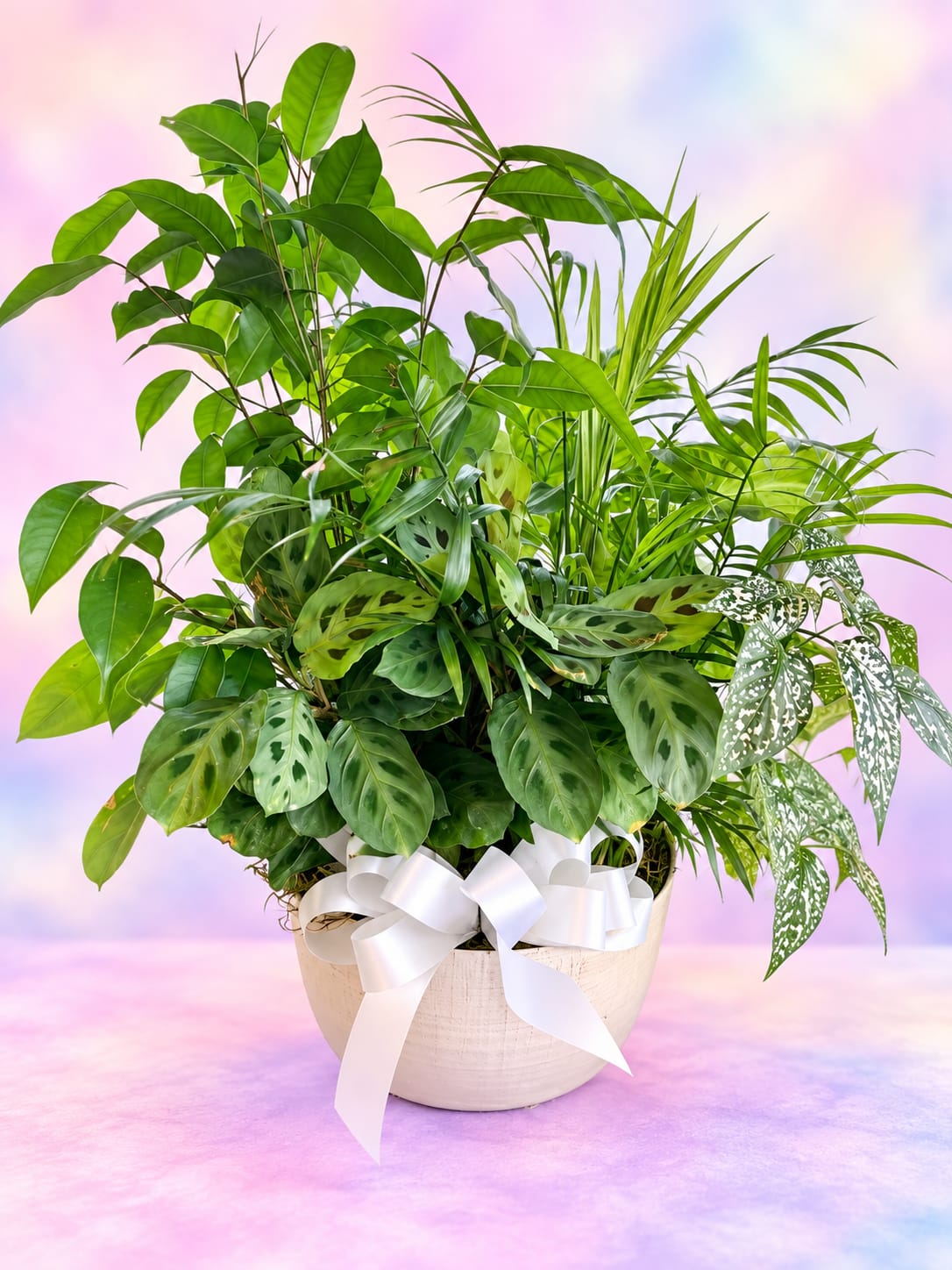 Mixed green houseplants in a white pot with a white ribbon