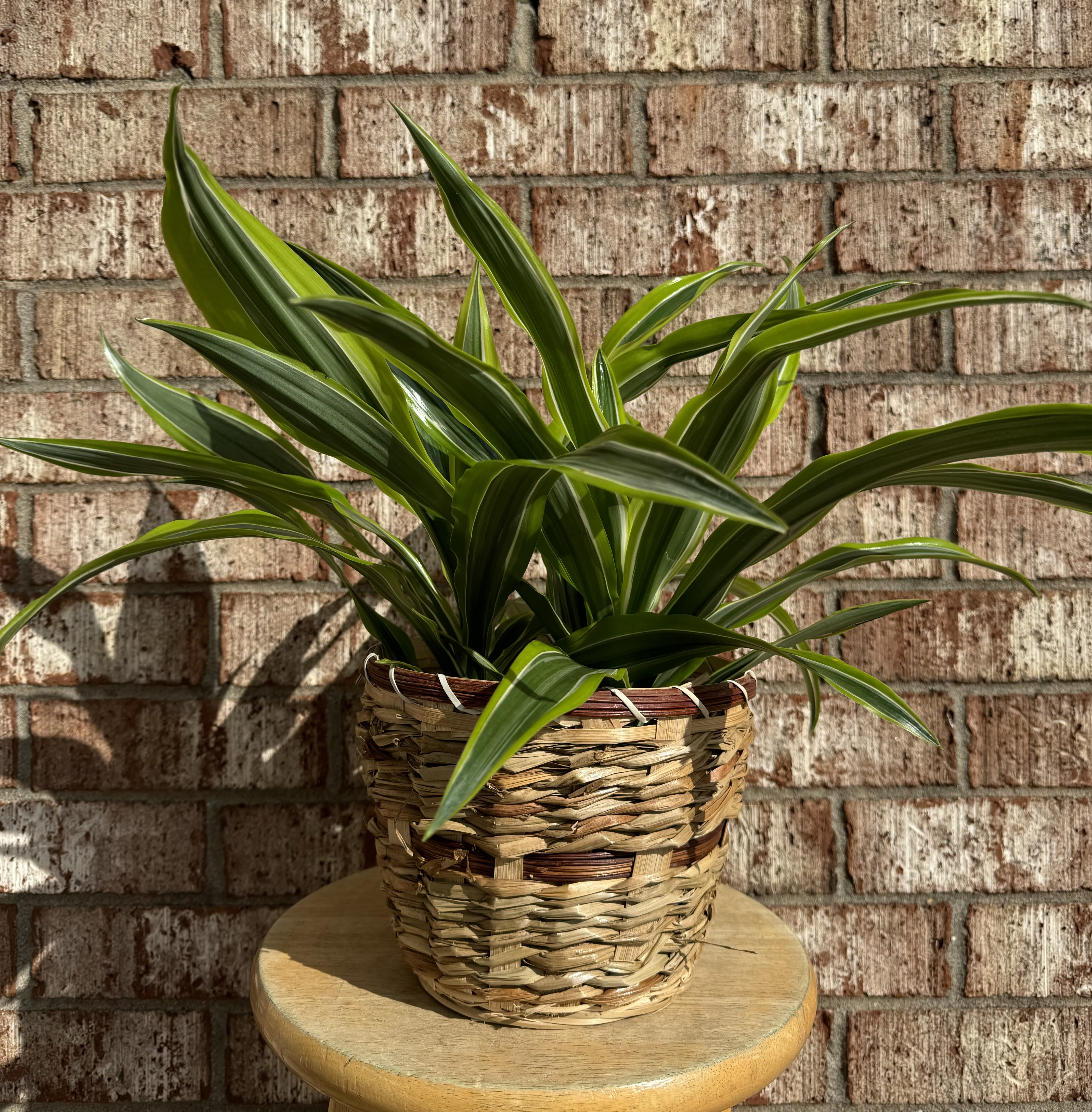 Potted green plant in a woven basket on a stool