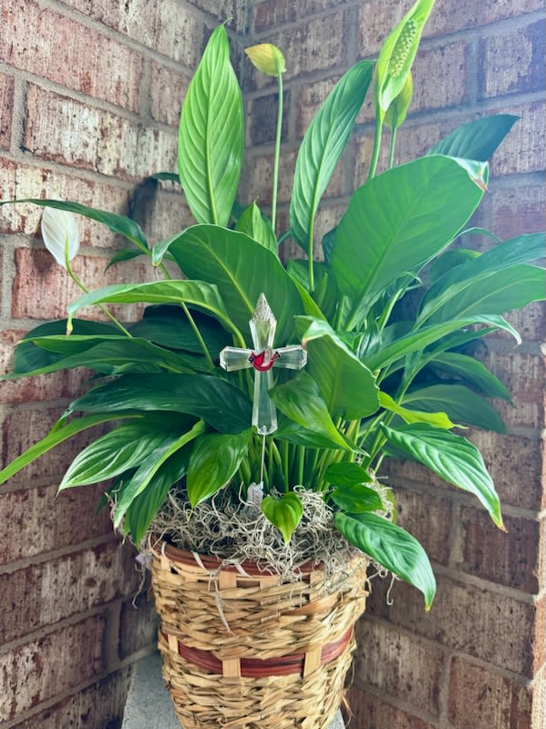 Potted peace lily in a woven basket with a clear cross ornament