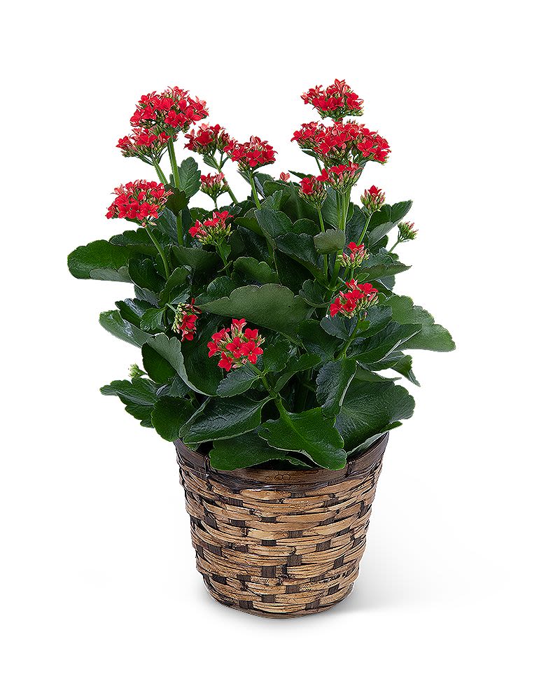 Potted plant with red flower clusters in a woven basket