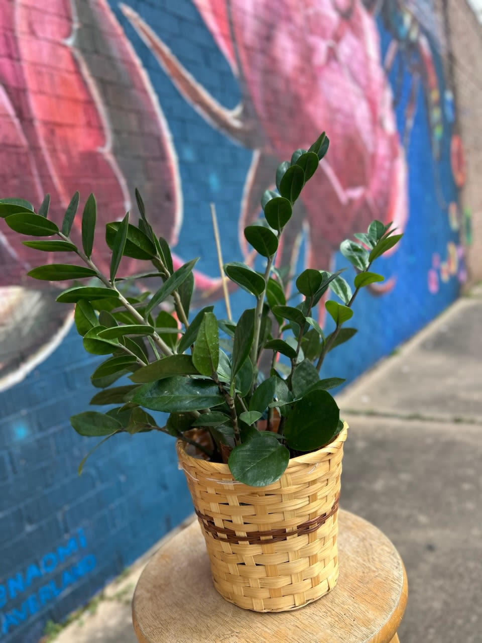 ZZ Plant  - ZZ plant placed in a wicker basket and dressed with a bow. 