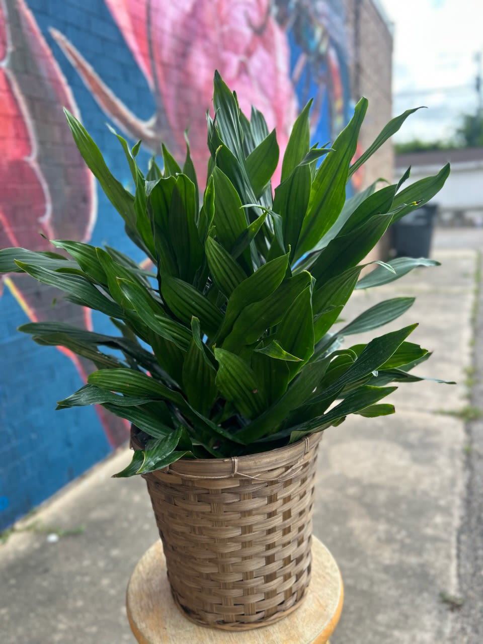 Dracaena Plant - 8 in Dracaena plant placed in a wicker basket and dressed with a bow. 